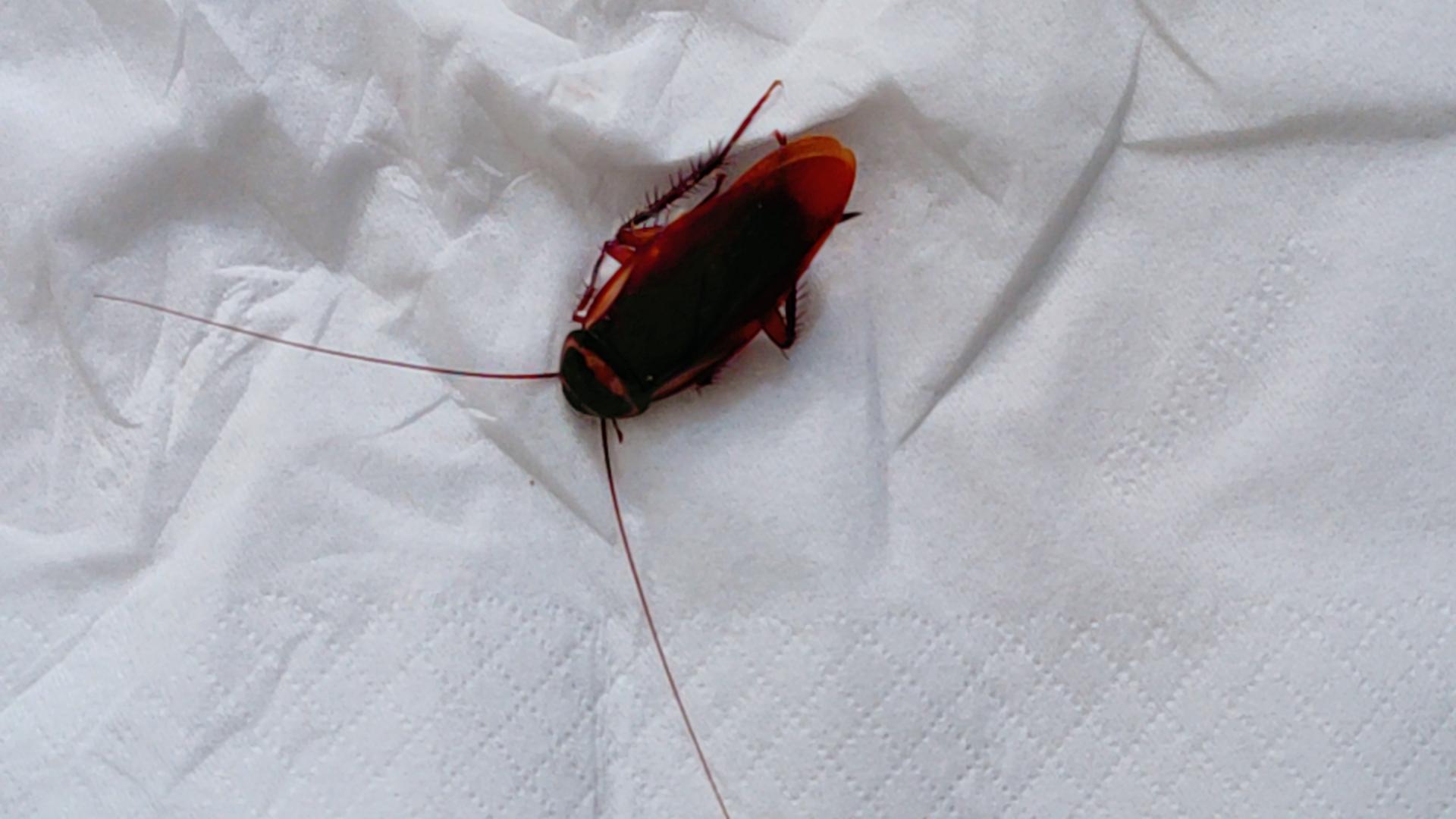 独影随行 的想法: 南方小强