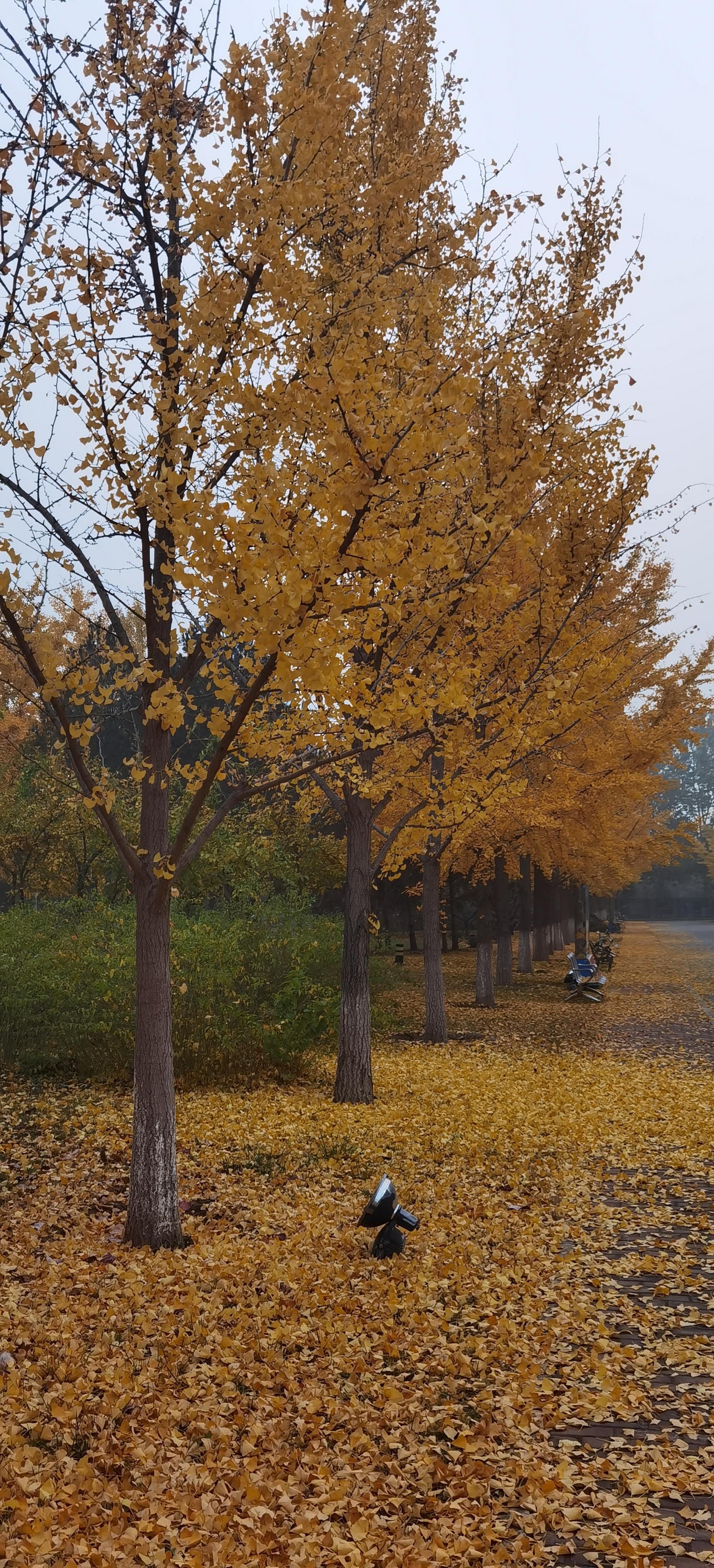 原著 的想法  银杏季节