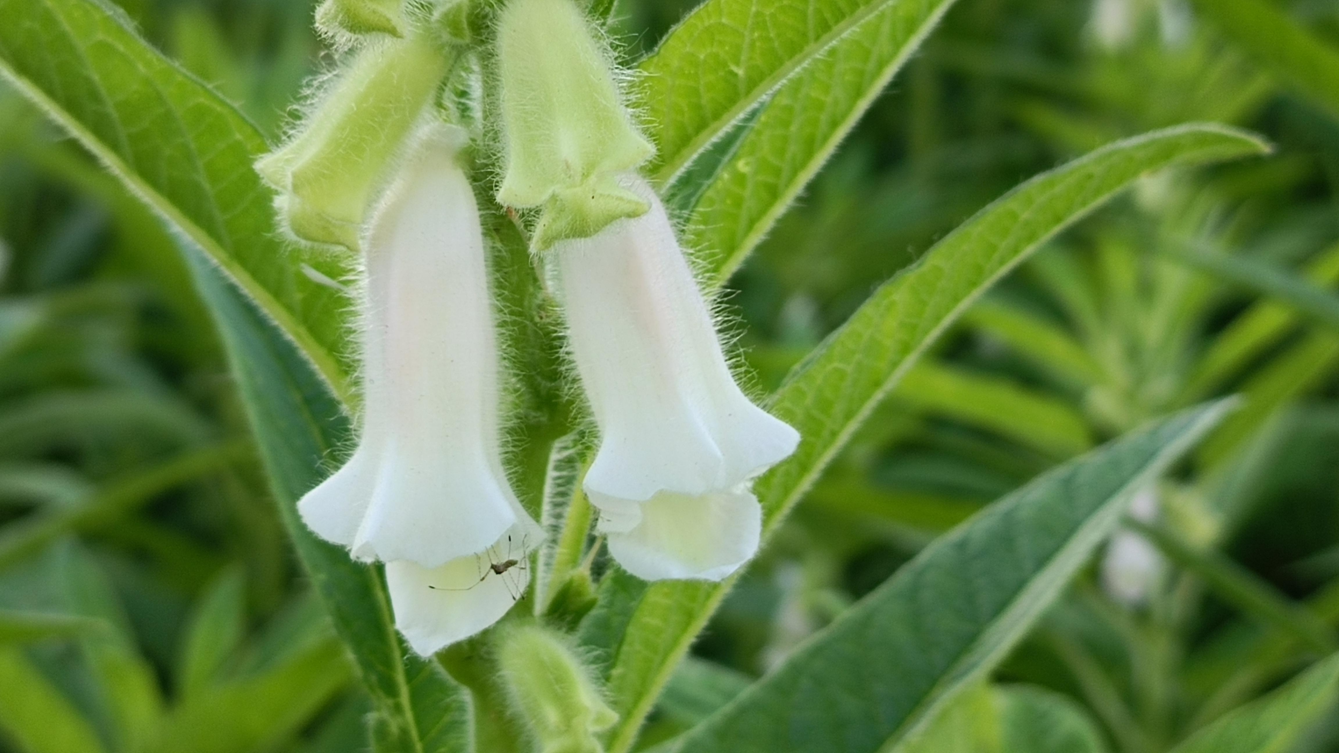 半夏半秋 的想法: 芝麻花,白白的小花像一个个长喇叭,静静地吹响了