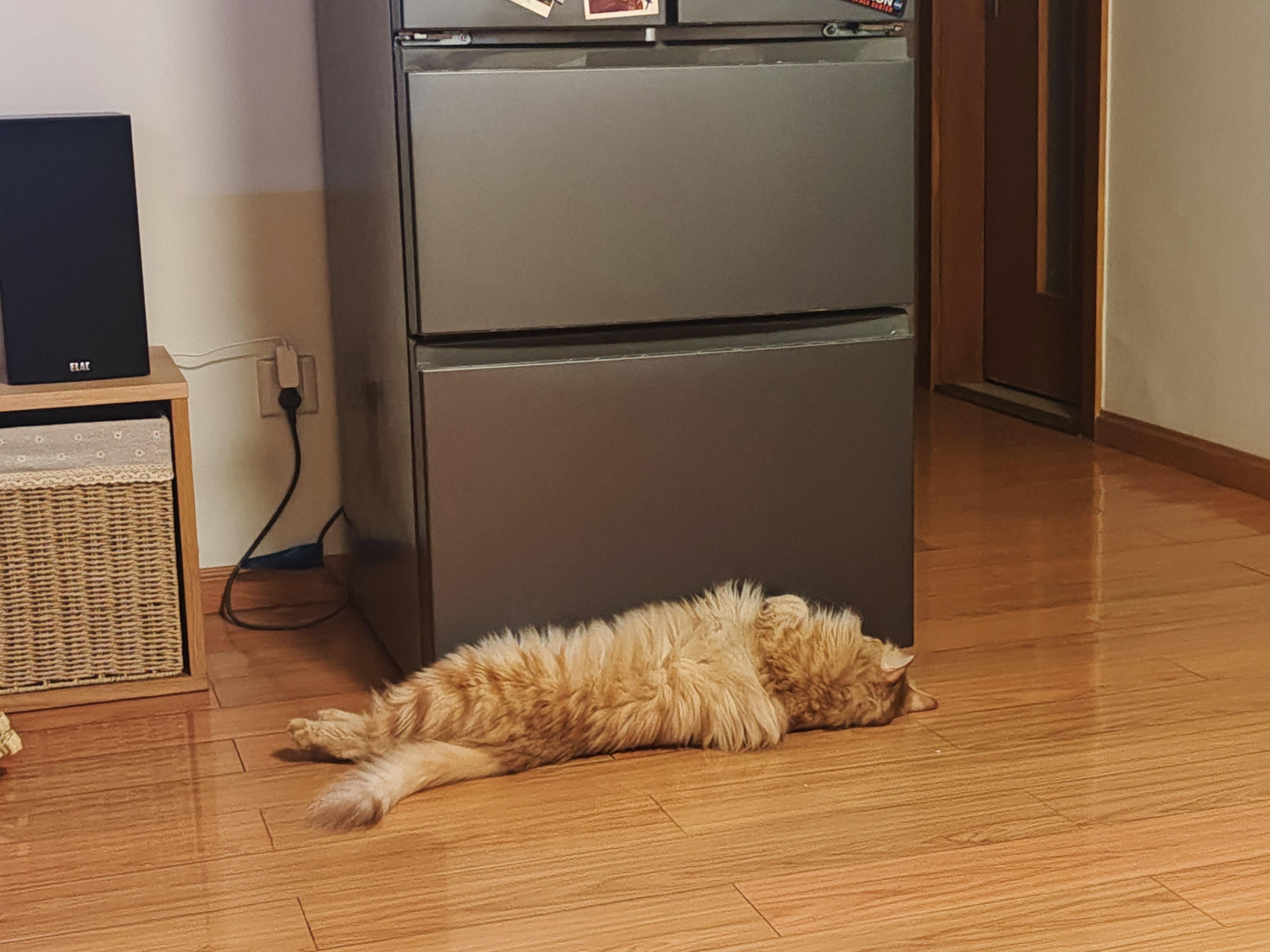 该隐猫 的想法: 幸福的猫子猫 | 这是谁家的橘黄色抹布随地大小躺啊。 还喜欢躺冰箱旁边。小心闹肚子。#猫咪睡姿大赏 #世… - 知乎
