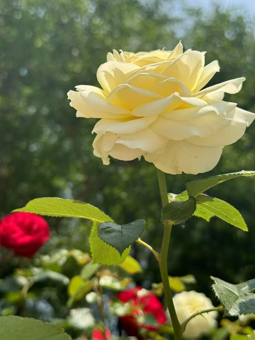 成功的花,人们只惊慕她现时的明艳!