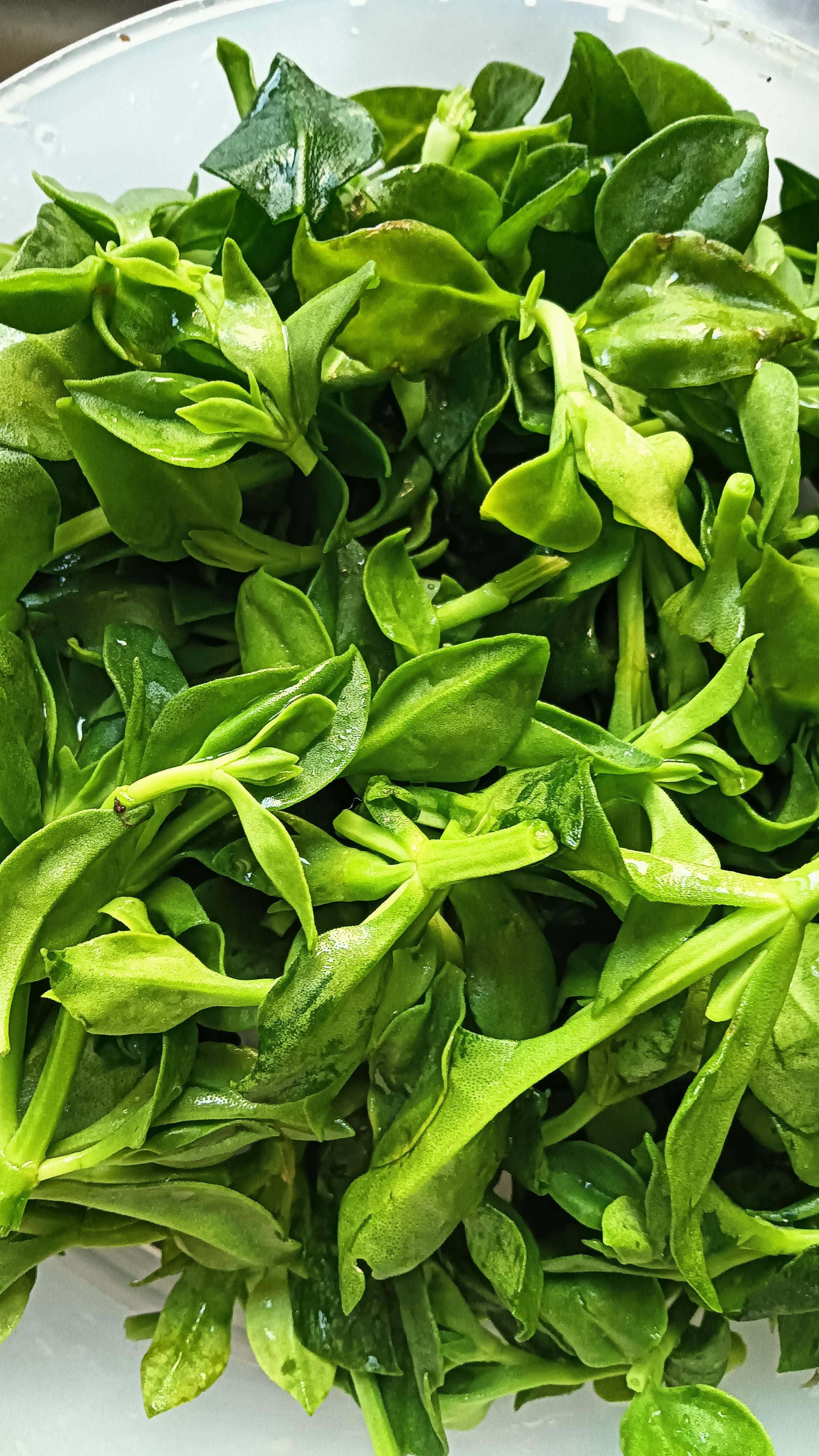 李小闹 的想法: 苦苦的穿心莲