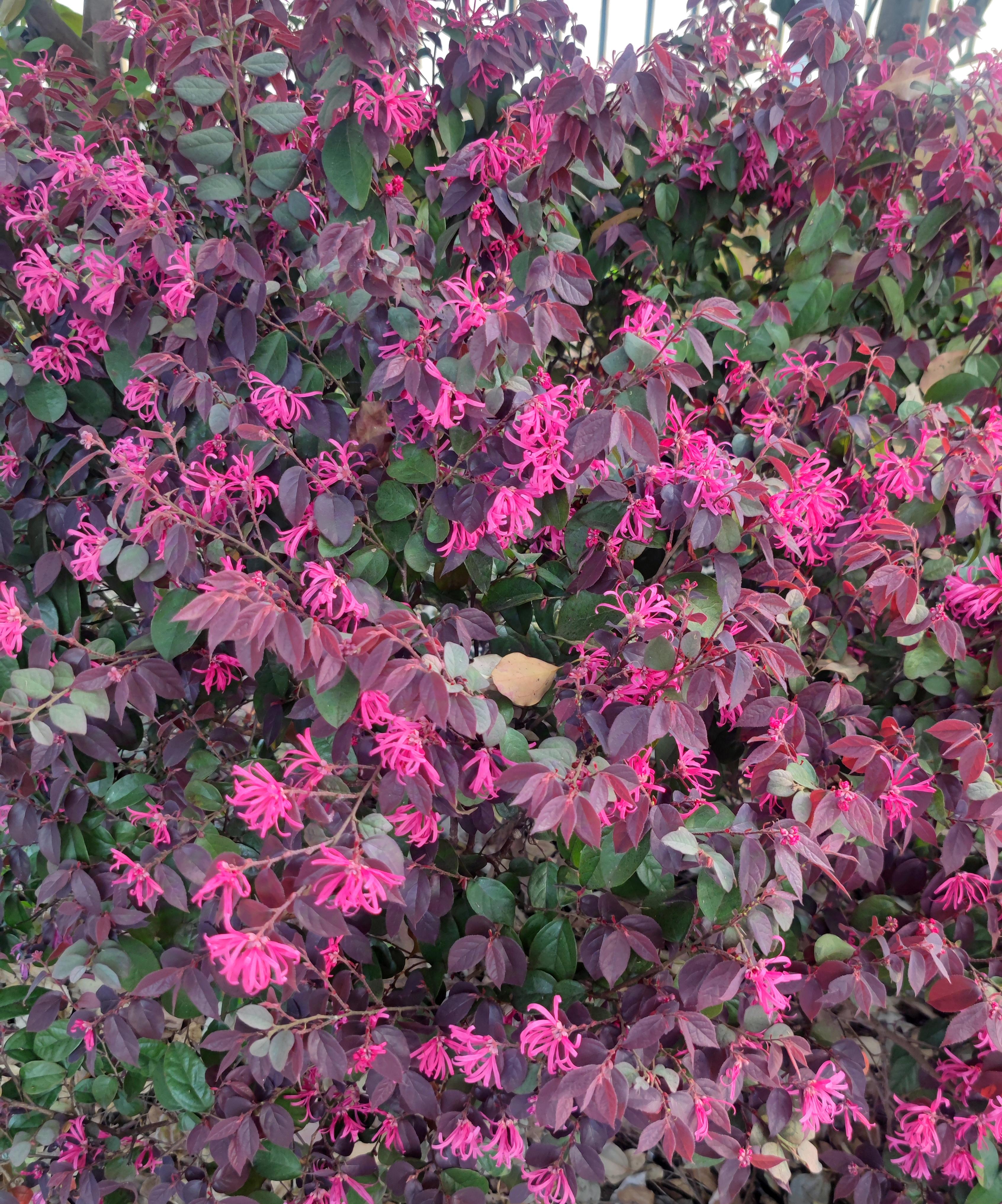 檵木,有人也叫它"含笑花",花期长,主要在4