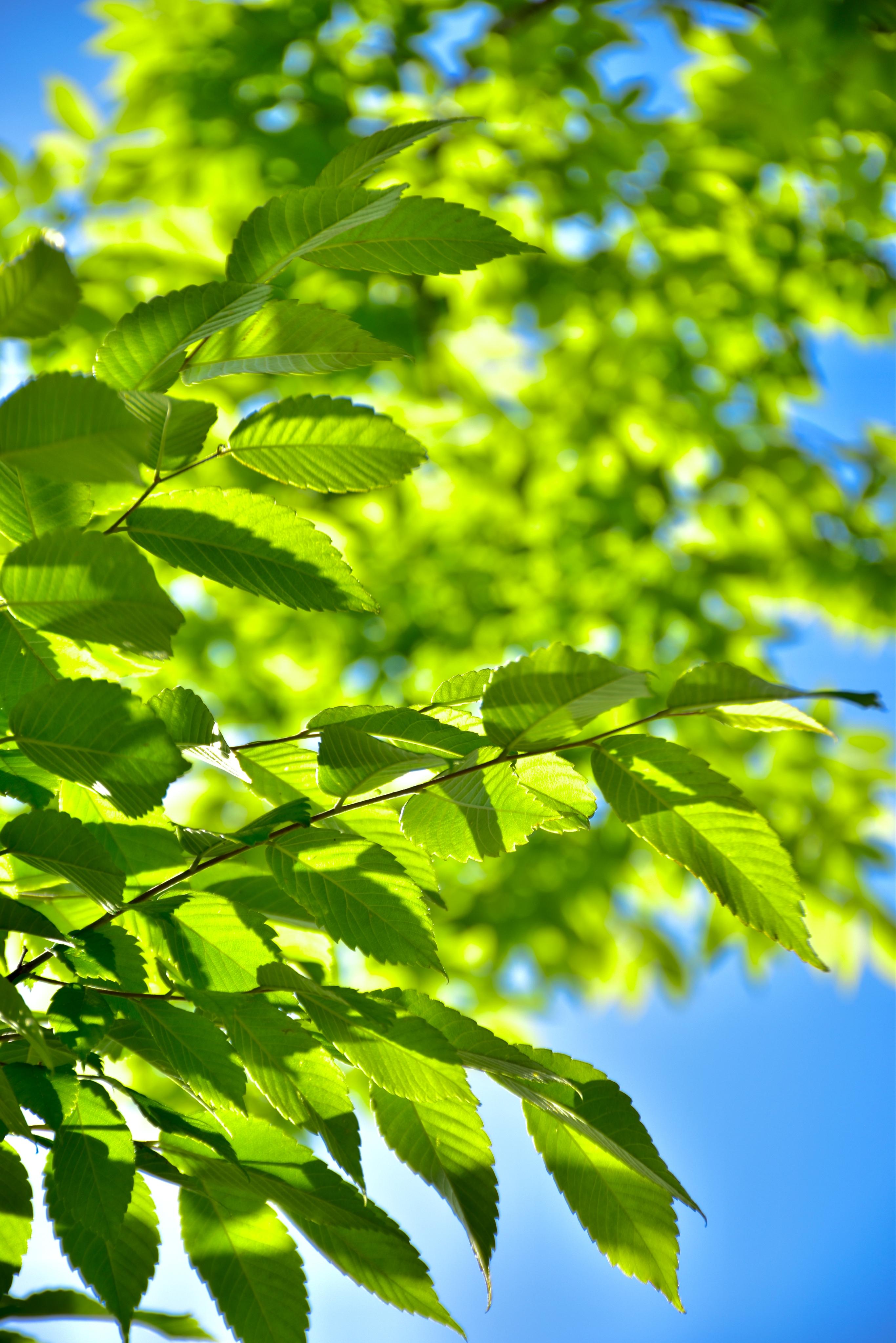 时不二 的想法: 绿色