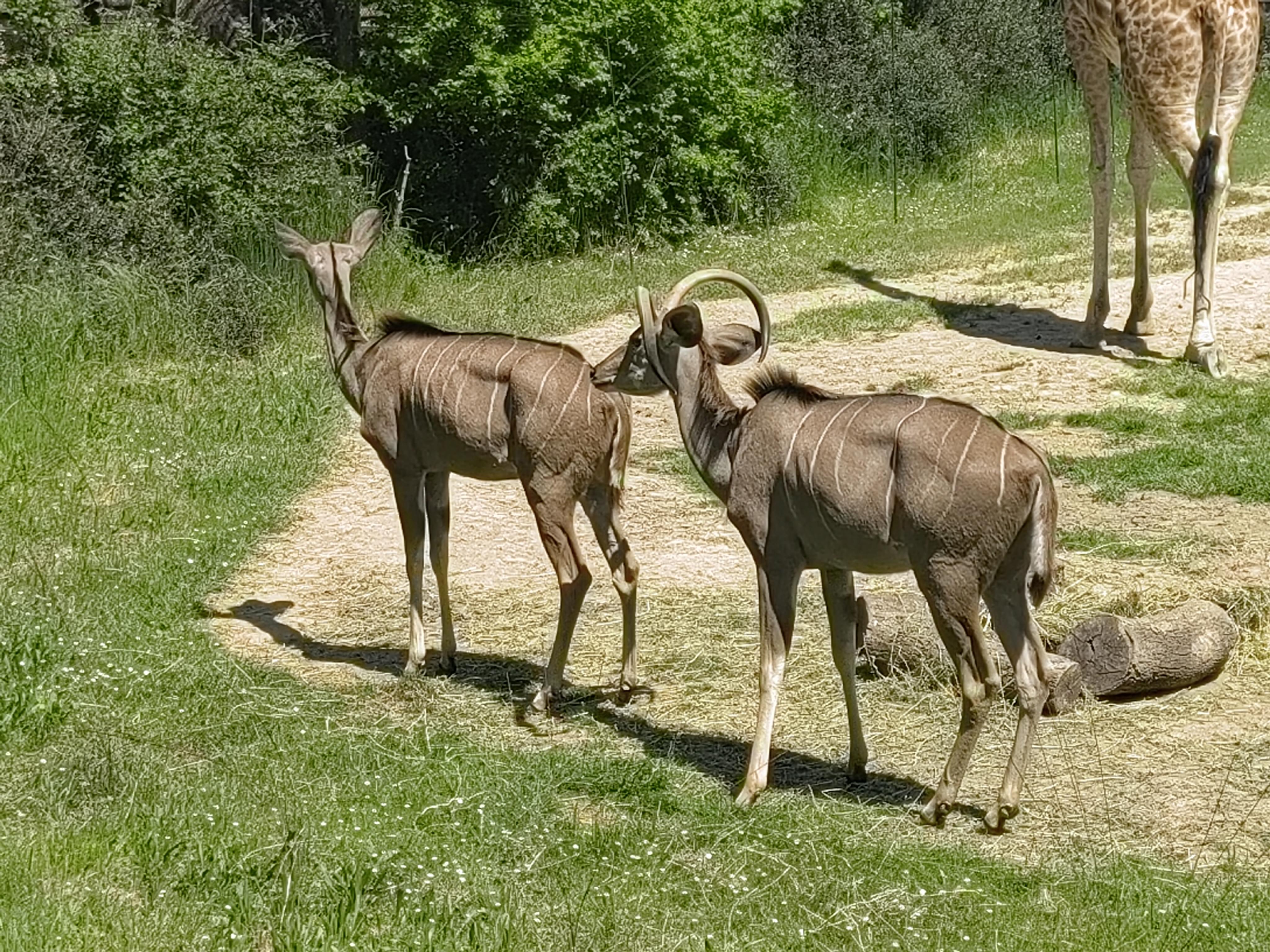 逛逛巴黎的动物园 | 逛逛巴黎的动物园 br>巴黎动物园位于巴黎市郊