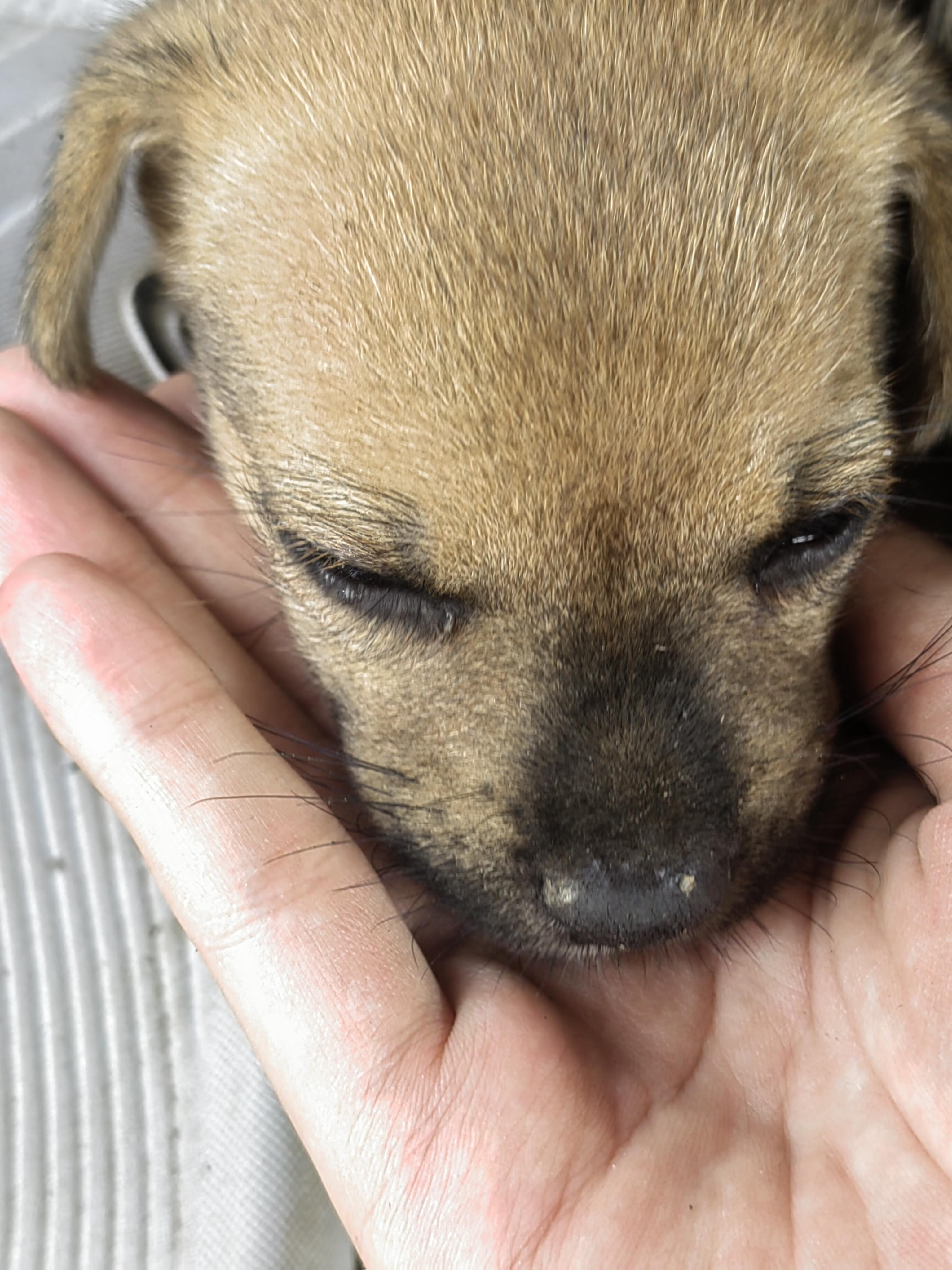 温柔y 的想法 我家的狗狗是中华田园犬 嘻嘻嘻 但是它好像长不大 而