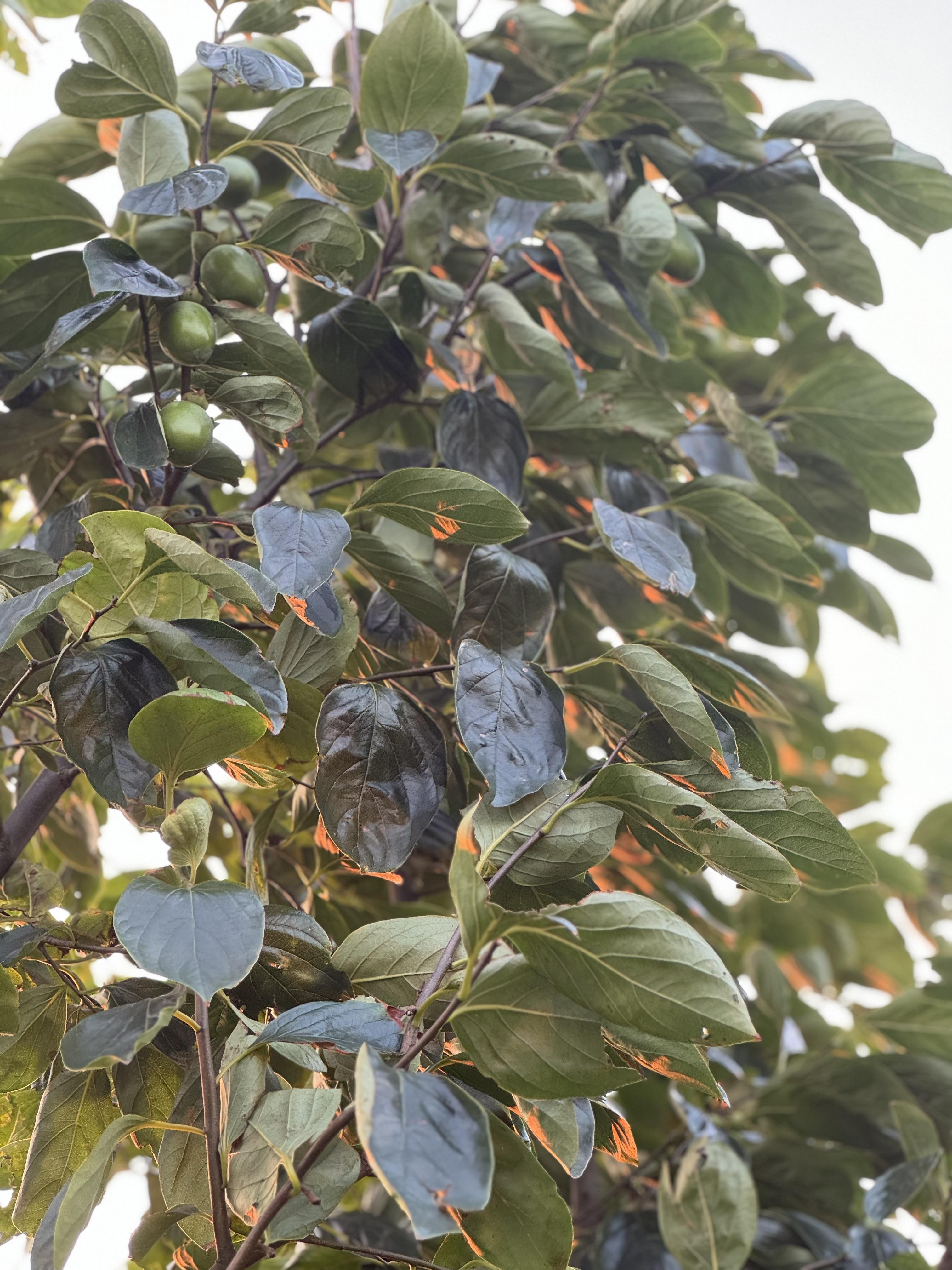 quez 的想法: 金色的树叶