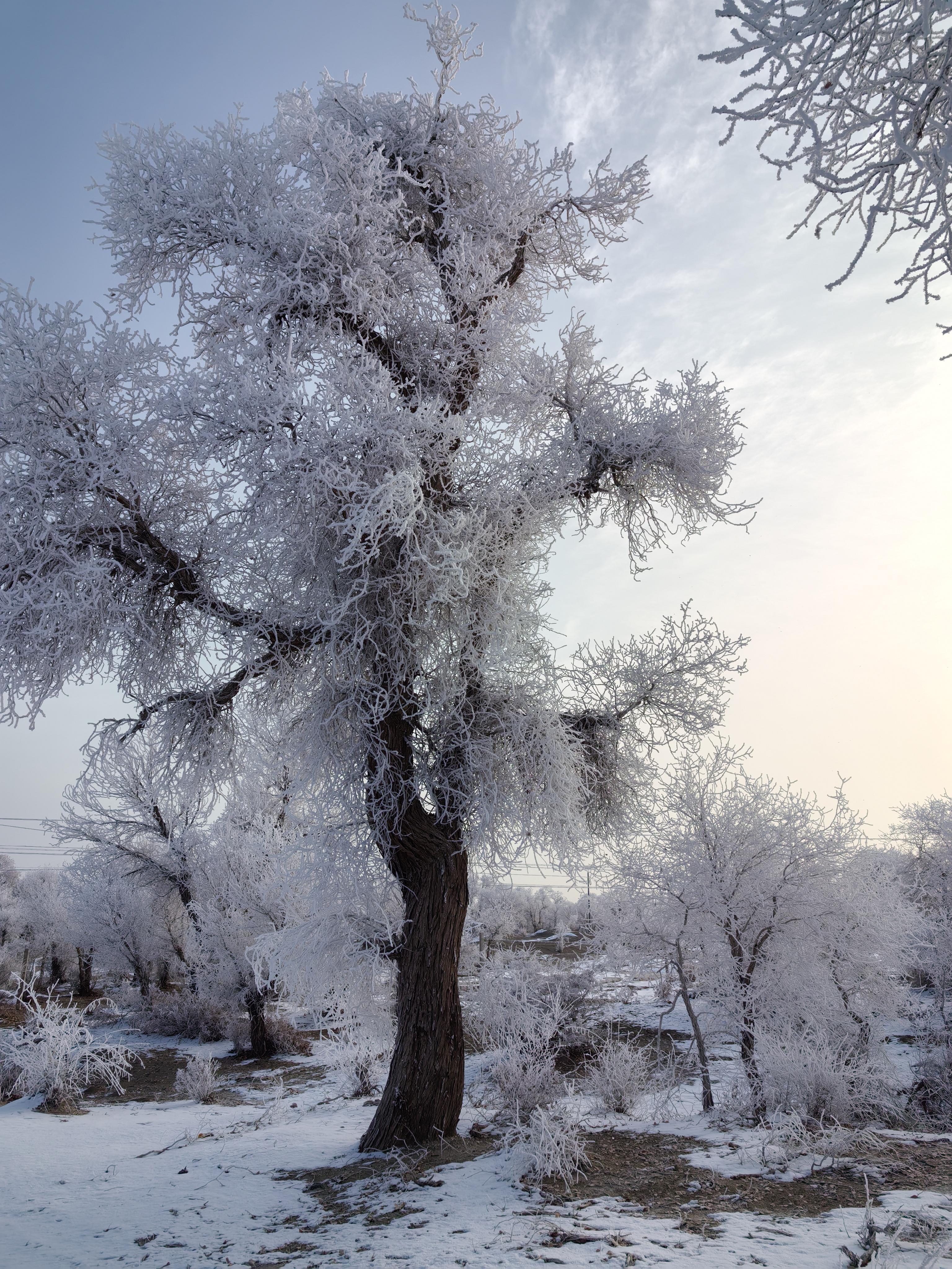 清山依旧 的想法: 雾凇胡杨林