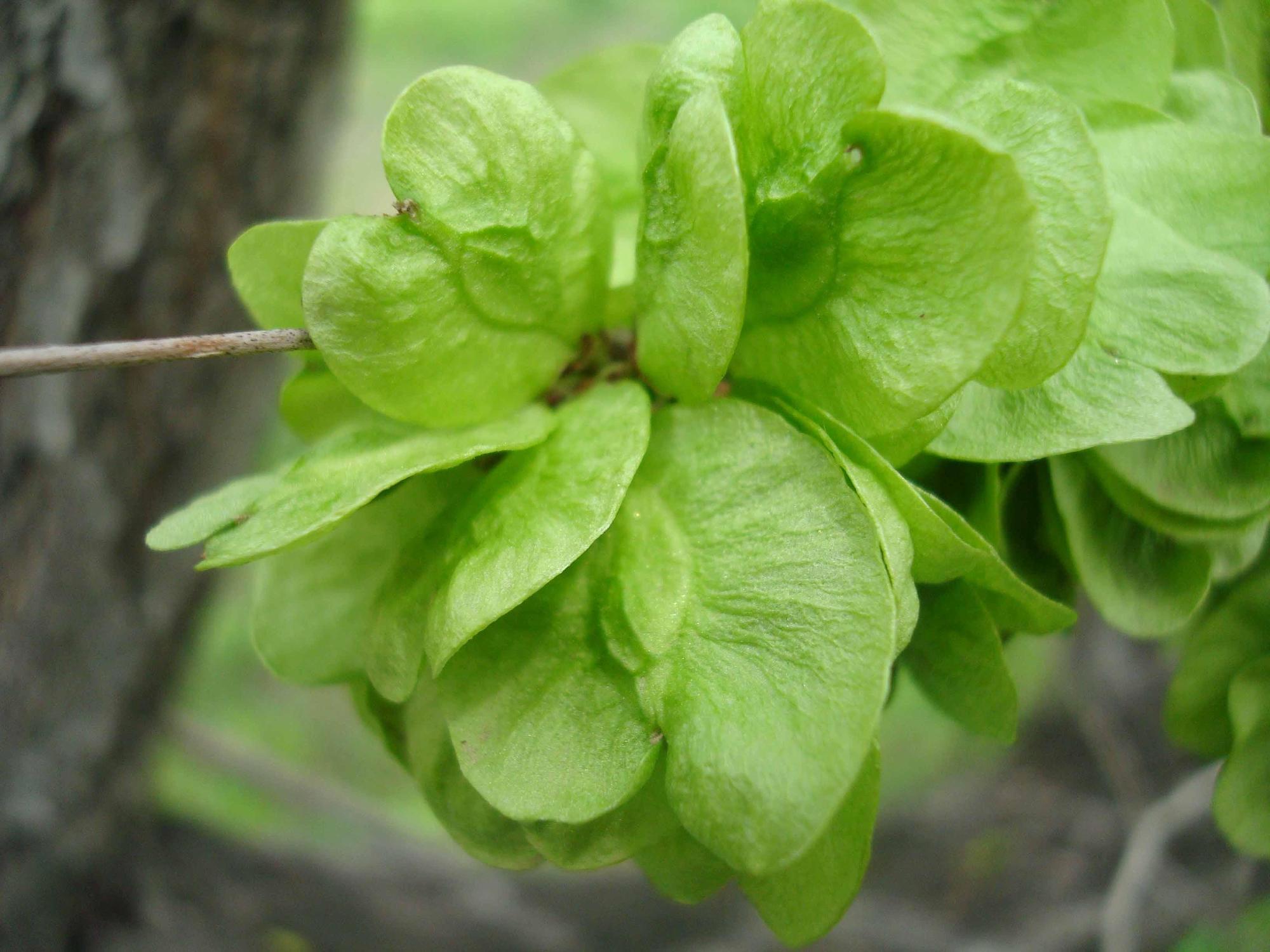 榆钱/御馨一长串绿翅果垂下来,<br