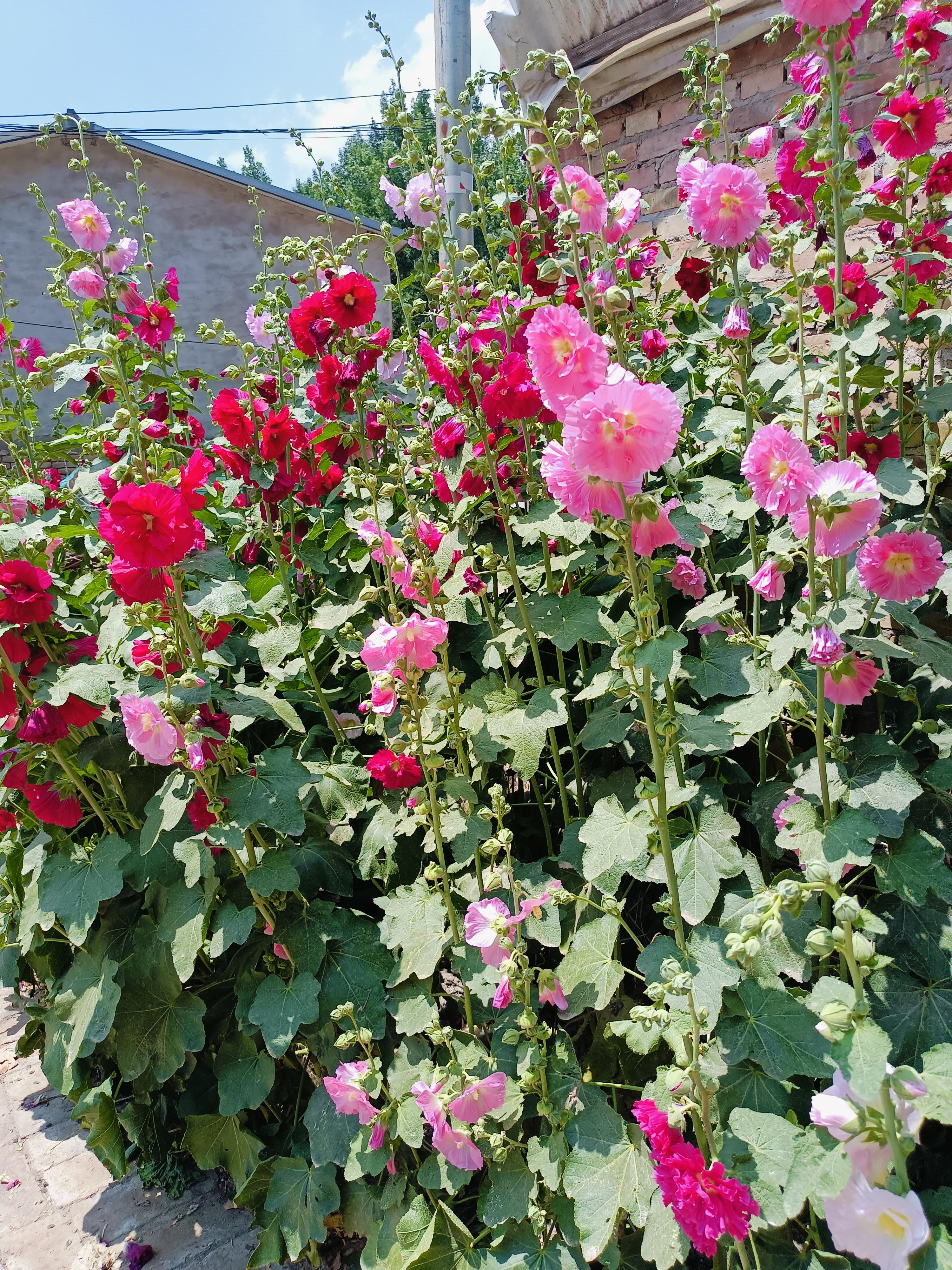 六月份开的最亮的花在我们河北叫它大麦熟它每到了麦子熟的时候它就不