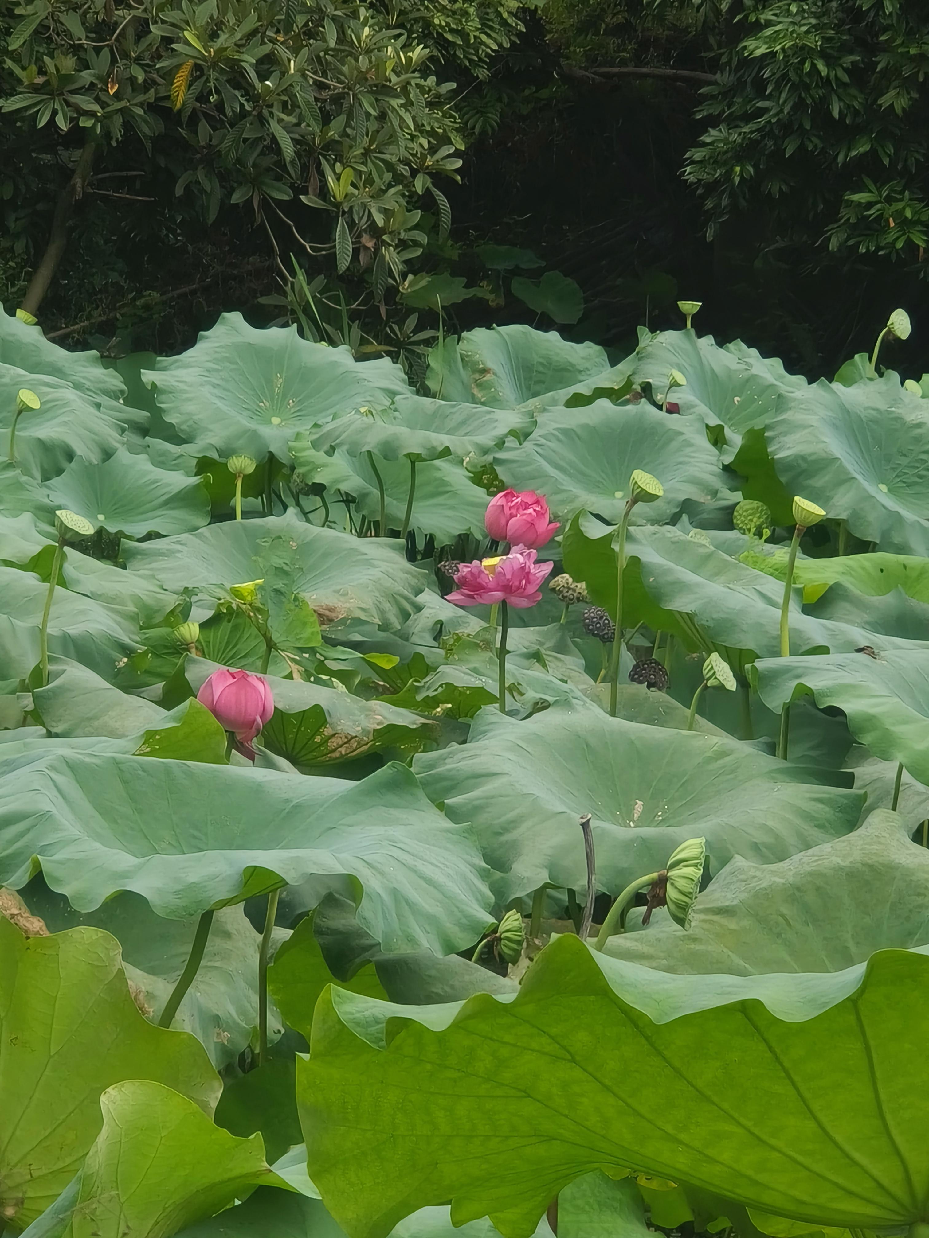 蝉噪林逾静