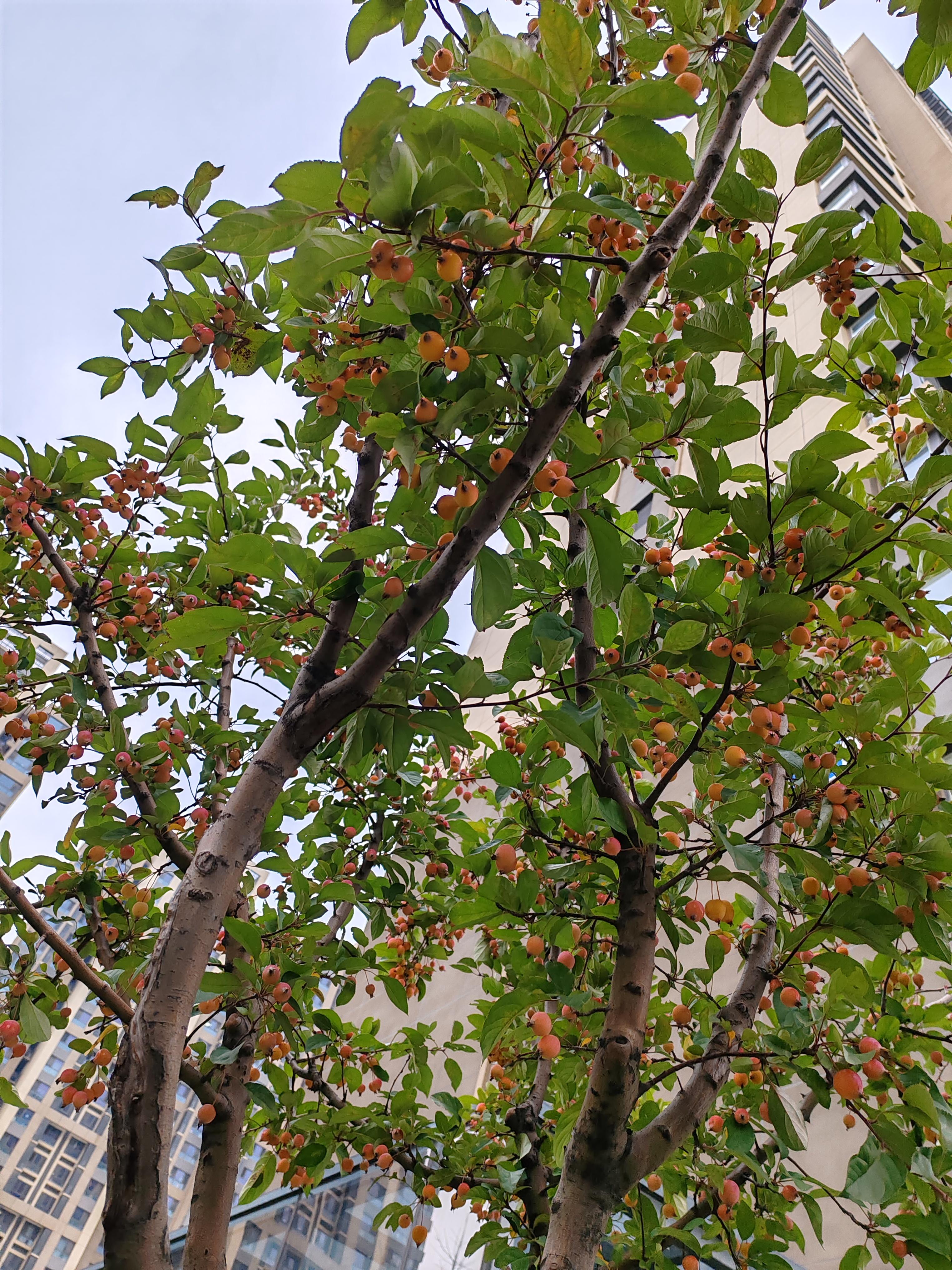 在小区拍到这个红果子不知叫什么在我们内蒙古有比这小一点的叫山丁子