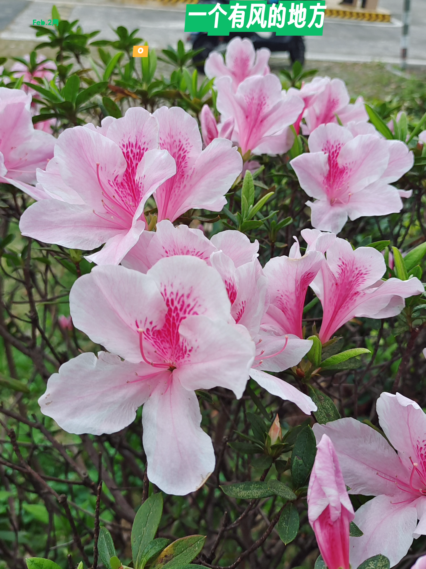 紫殷 的想法: 读明代诗人释函是的《杜鹃花》