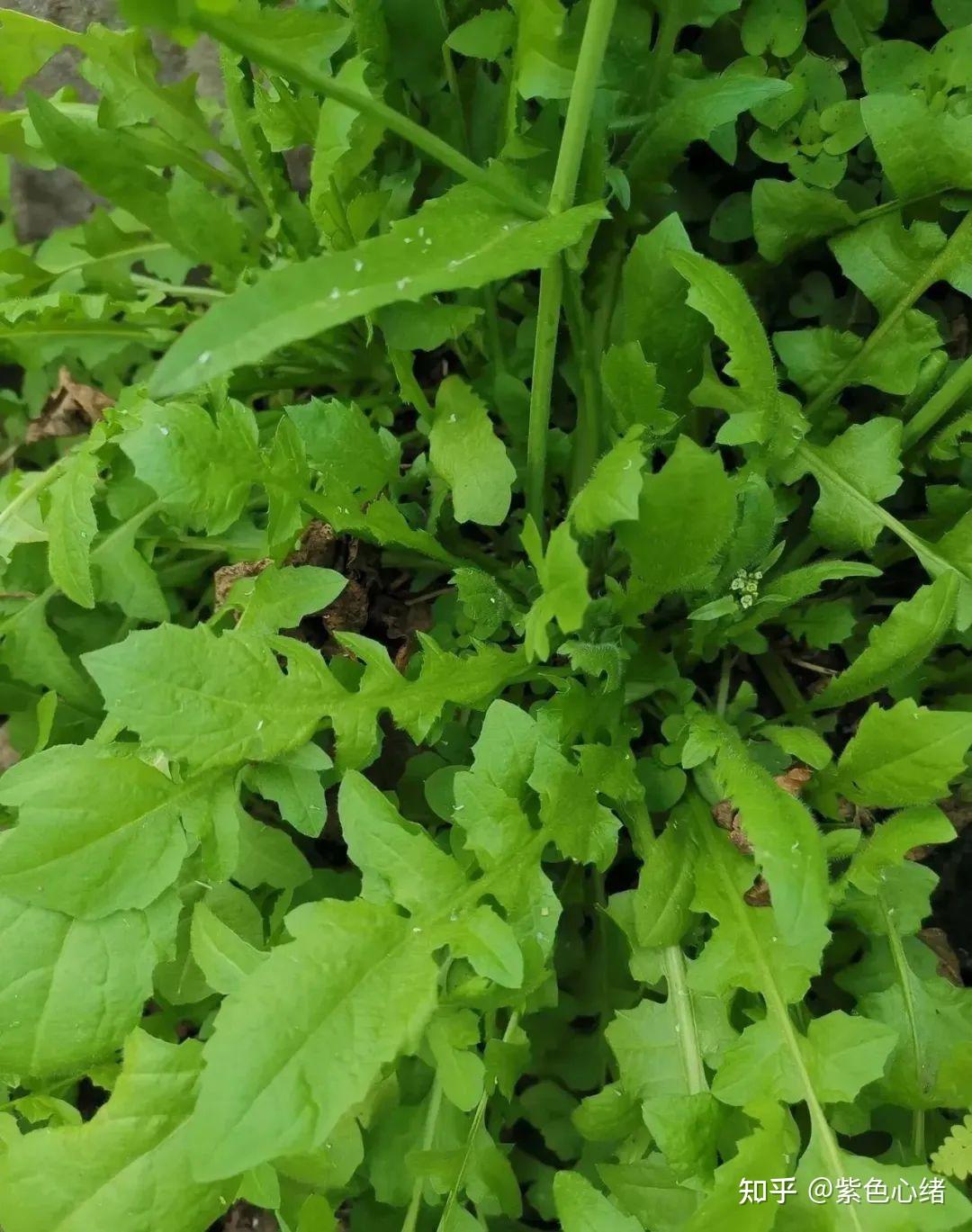 开春后东北的野菜 • 每年开春后我们一定要跟随季节去饮食萝卜