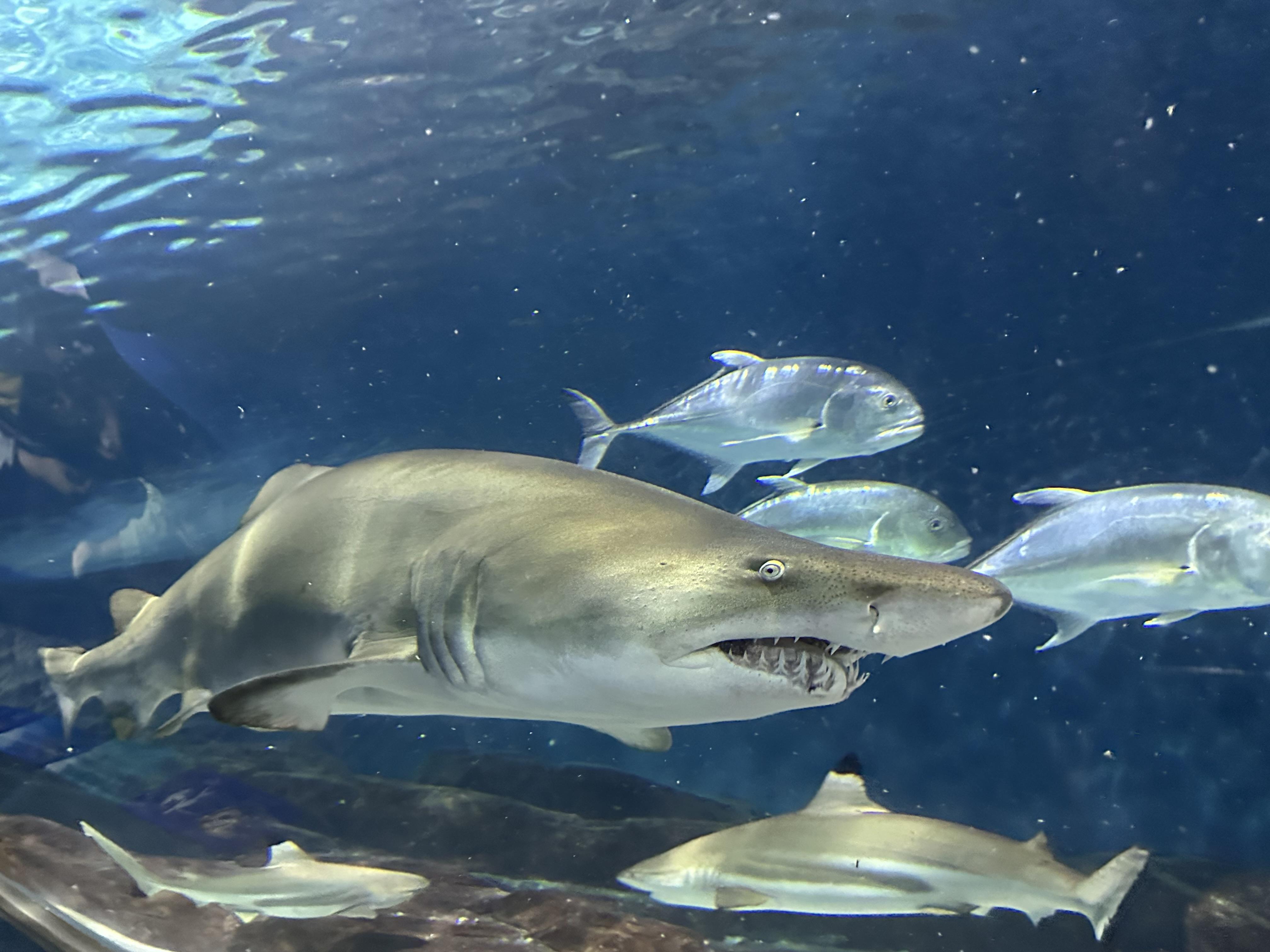 高彬滔 的想法: 上海海洋馆