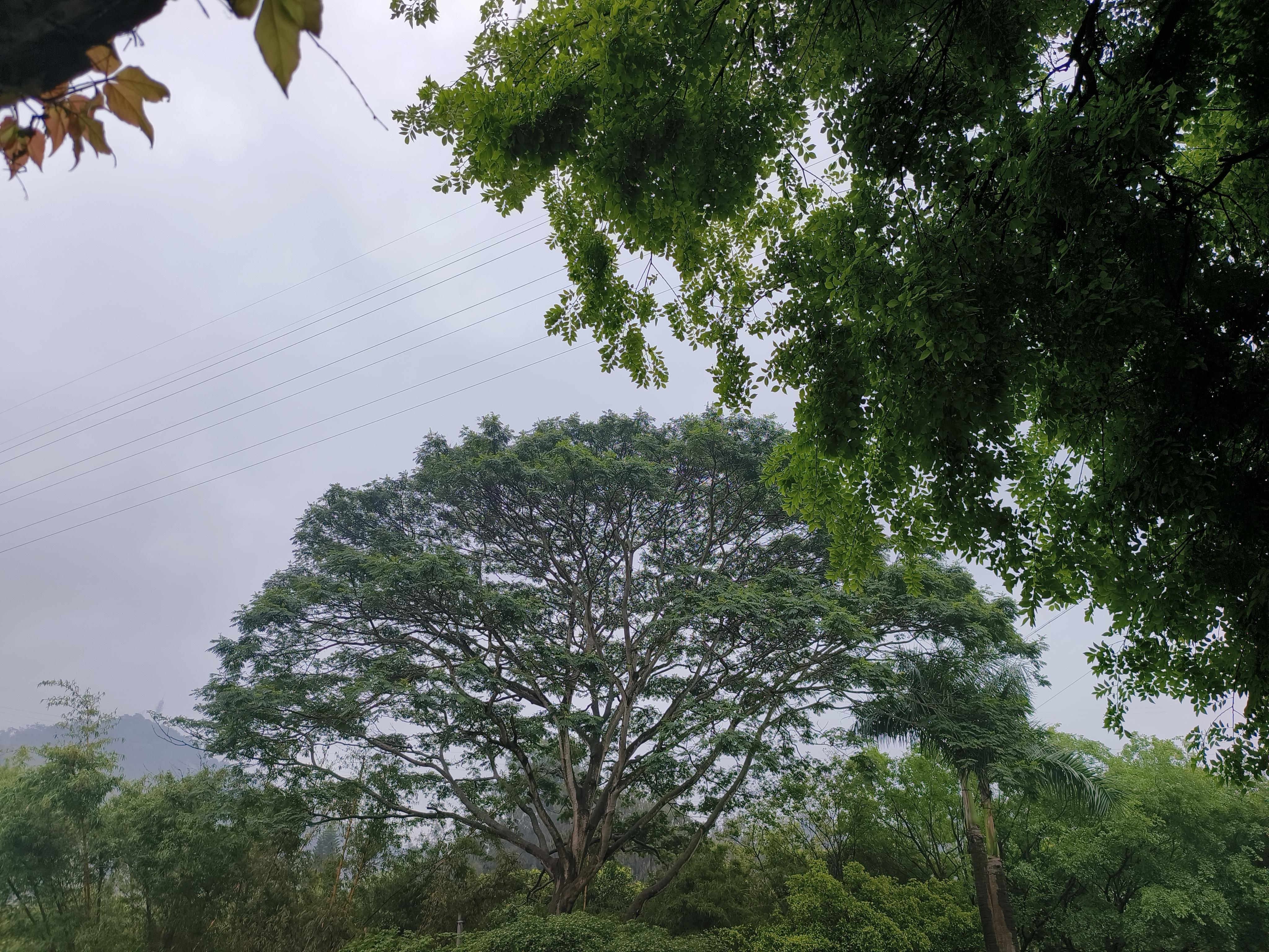 第一棵参天大树,枝繁叶茂,颇有年代感第二棵