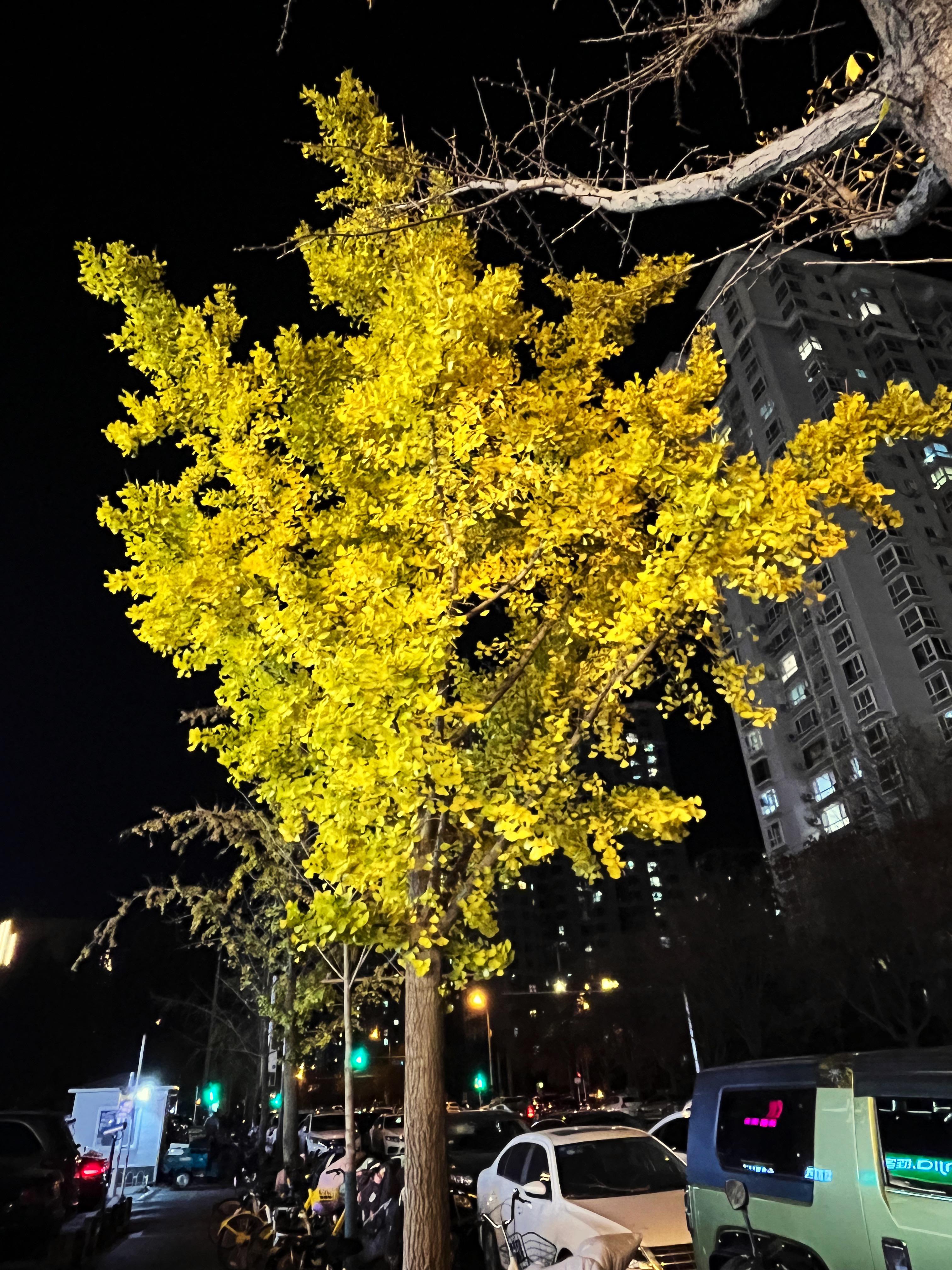 想法: 不舍深秋94… | 几轮大风都没能夺走的绚烂,美丽的,夜晚的树