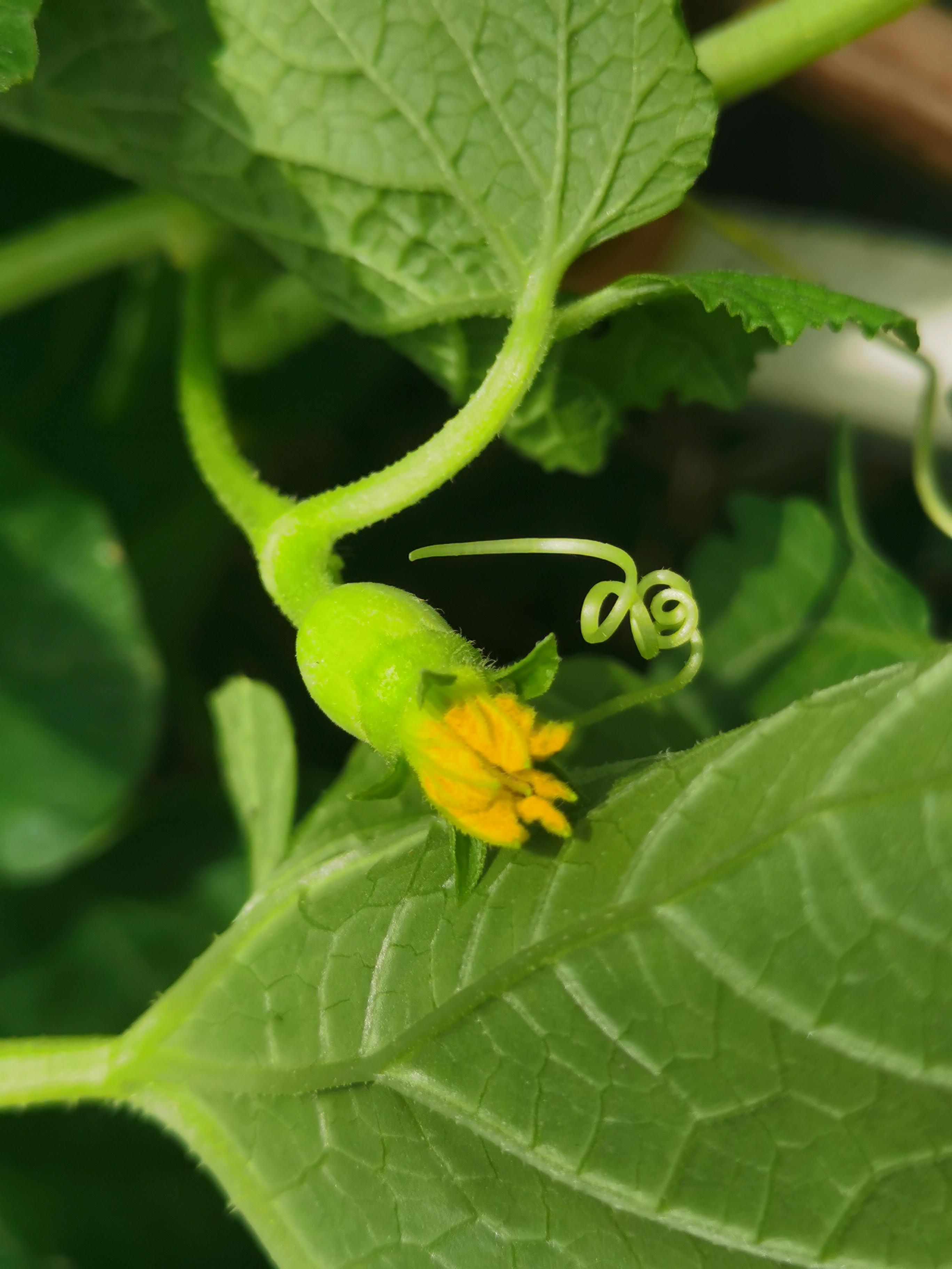 武汉奇人李战云 的想法: 《楼顶上的甜瓜藤开花,结瓜了》