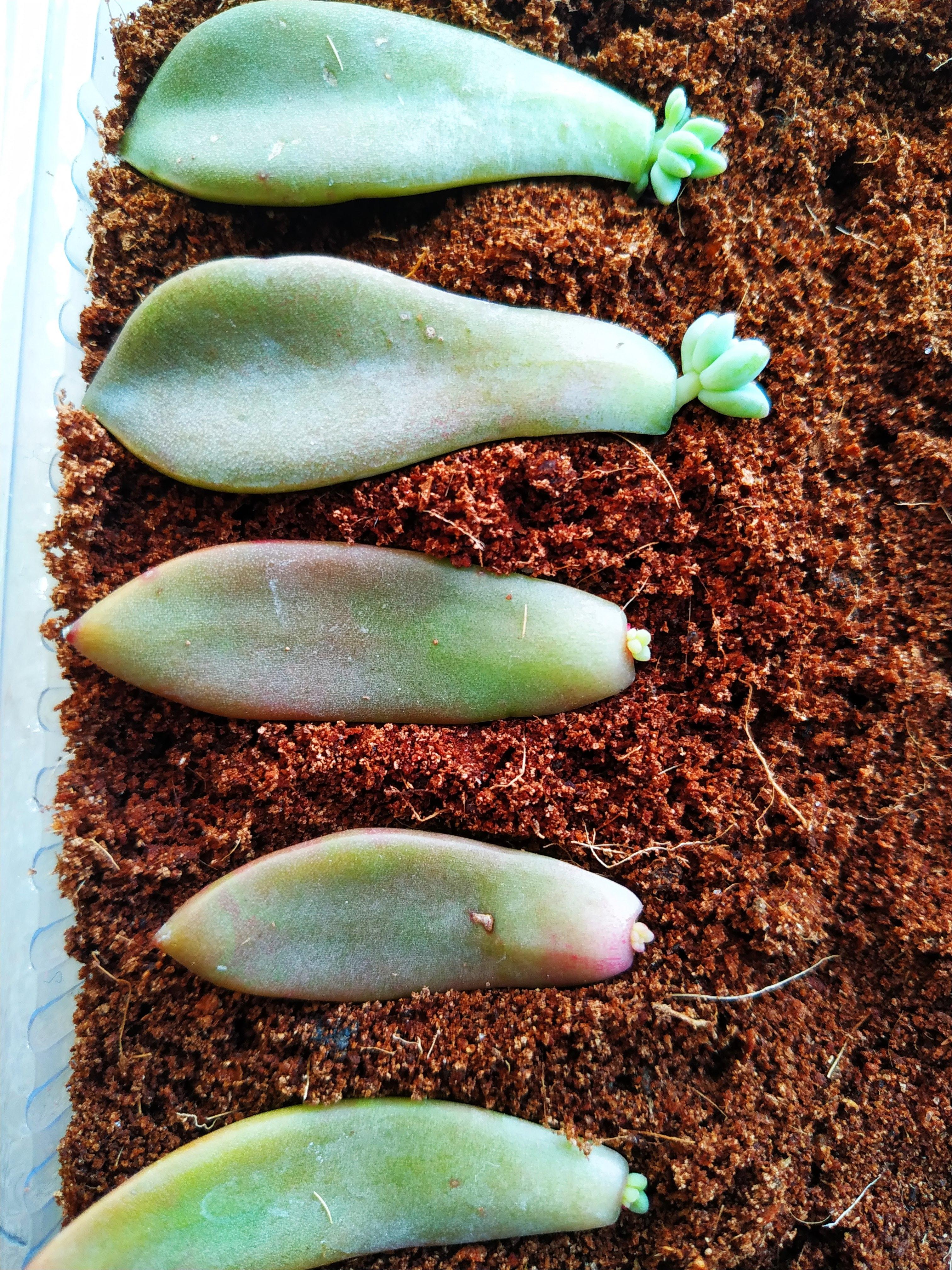 过年回家了前放着催芽的多肉叶片纷纷长根发芽了!