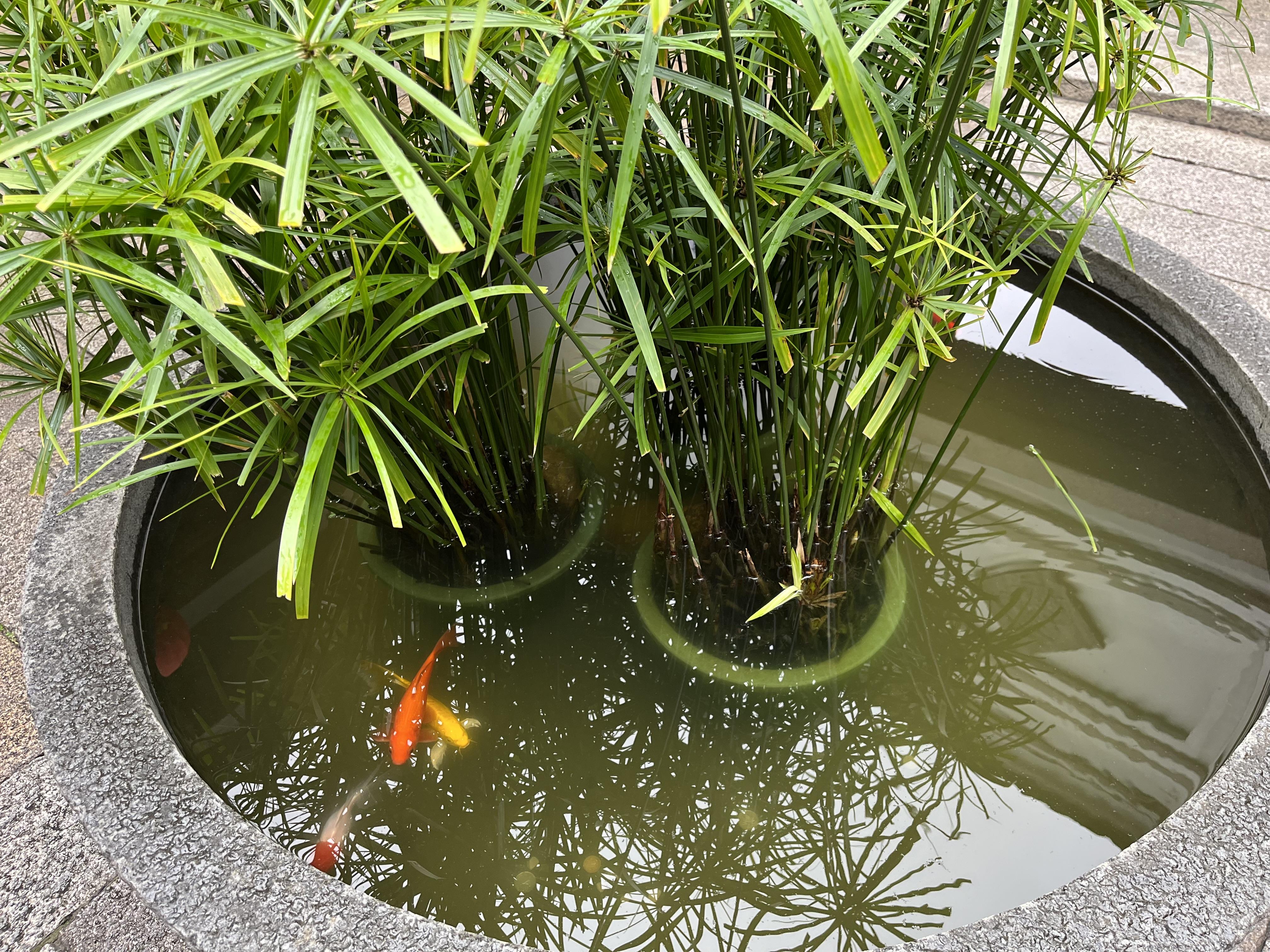 陈安研究员 的想法: 金鱼池