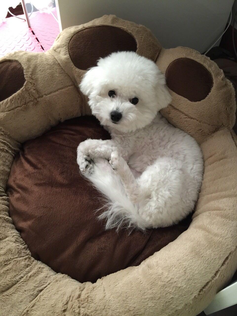 养比熊是怎样的体验