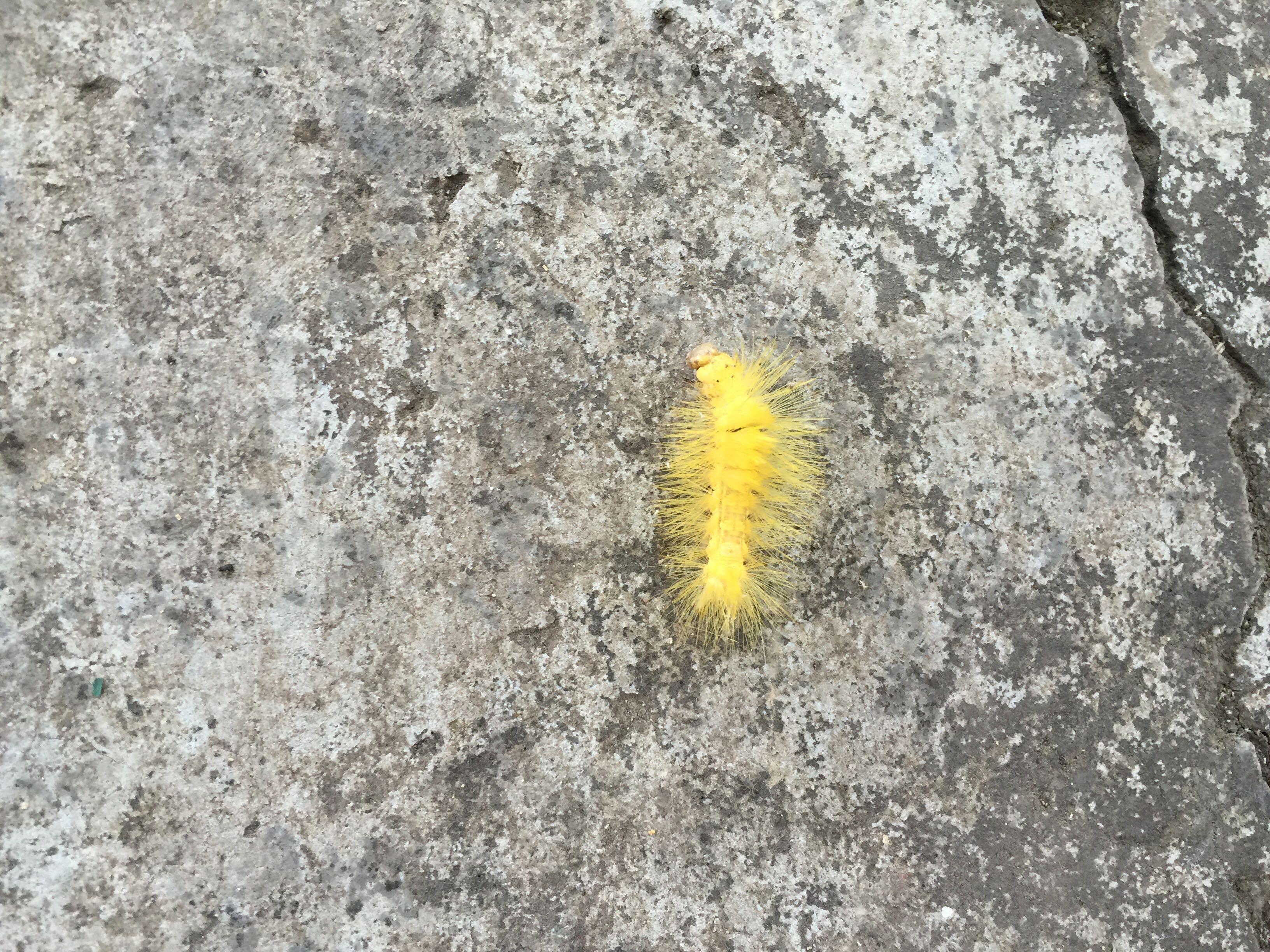 大神看看这个黄色毛毛虫是什么品种背上还有一个口