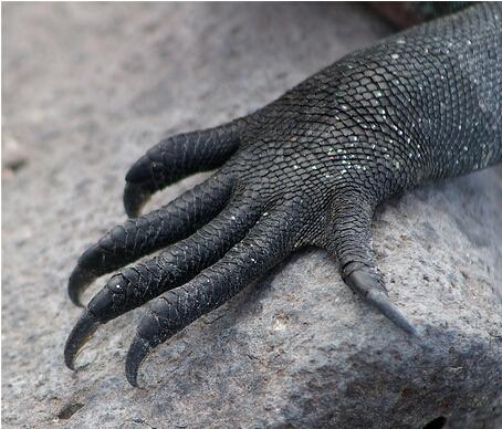 美洲蛟肉呼呼的大爪子美洲蛟是十字眼亚洲蛟龙的眼睛是1字眼亚洲蛟龙