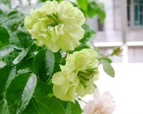 有原生绿色玫瑰花吗