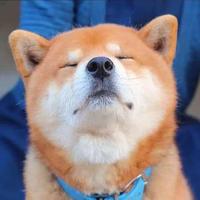 Zhihu profile picture for @dashed