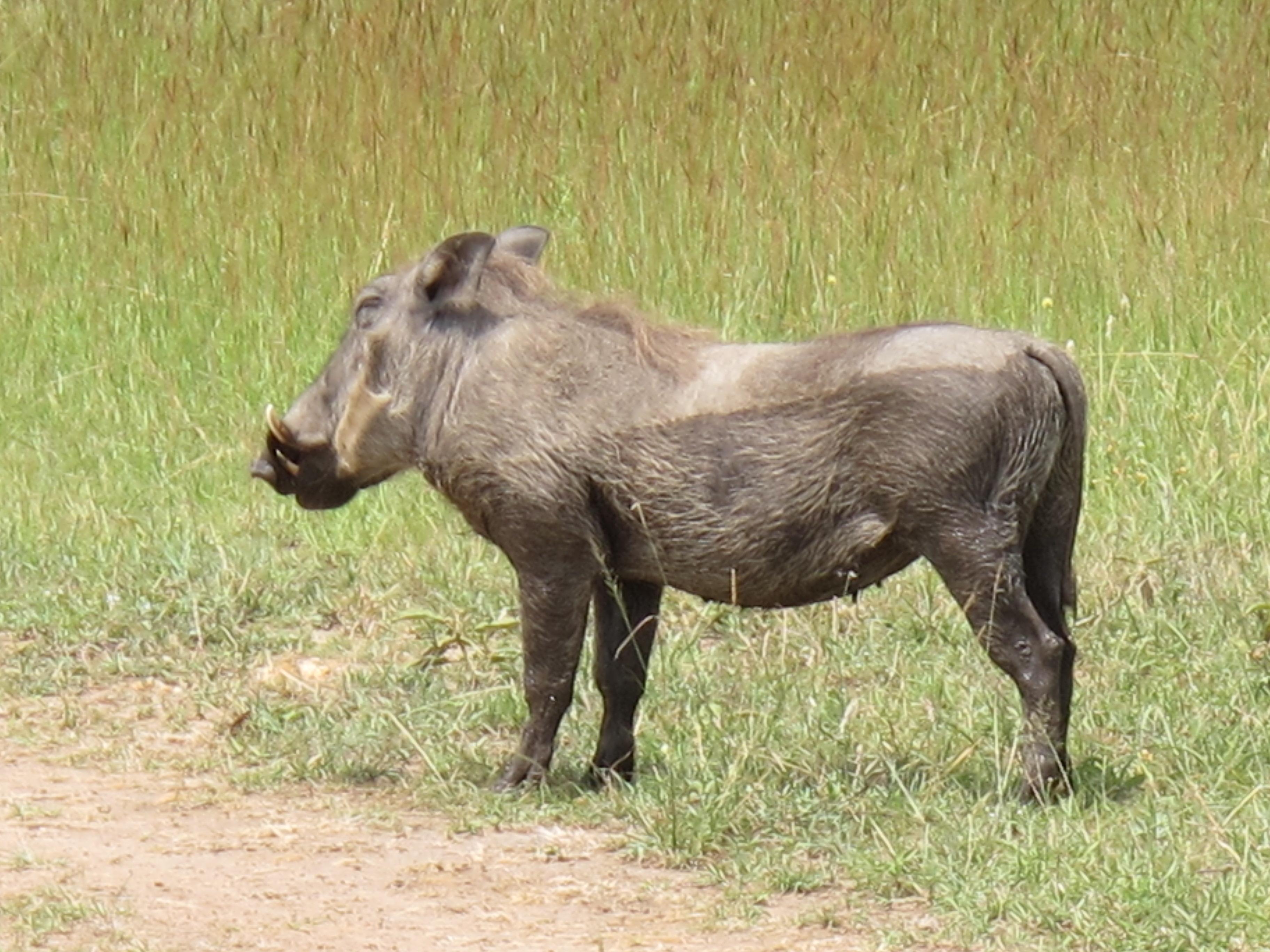 到非洲旅行带 8 岁小朋友同行有哪些需要注意的事项?