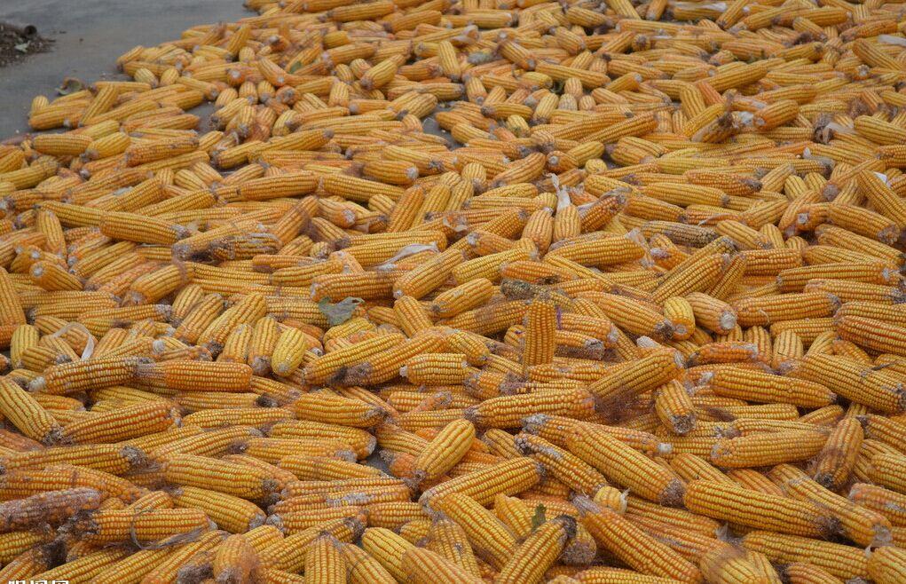 种粮赚钱吗大家说说种粮主粮体验