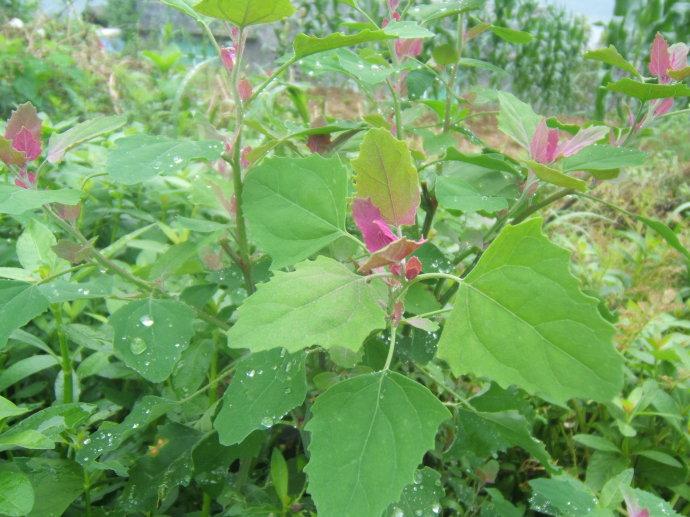 你吃过什么野菜?