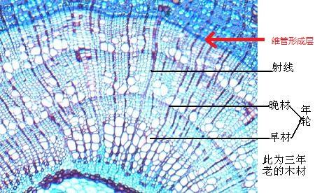 为什么树会有年轮