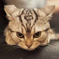 Zhihu profile picture for @prague