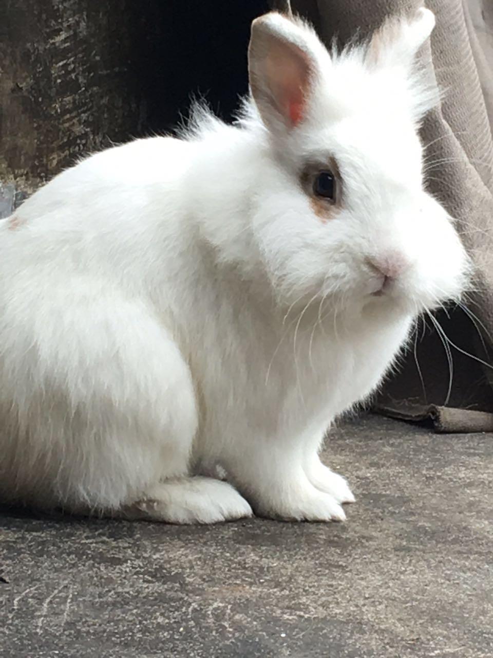 兔子的智商是多少? - 知乎