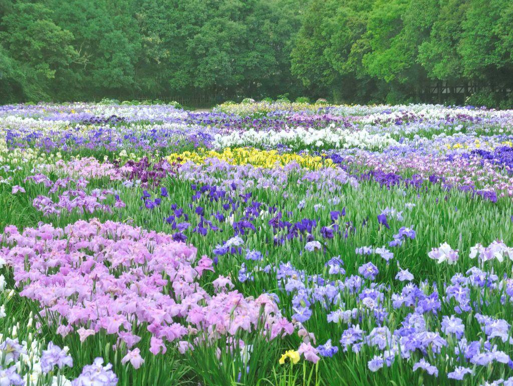 1048 七宝 花 菖蒲 詳細不明 | CCU.IS
