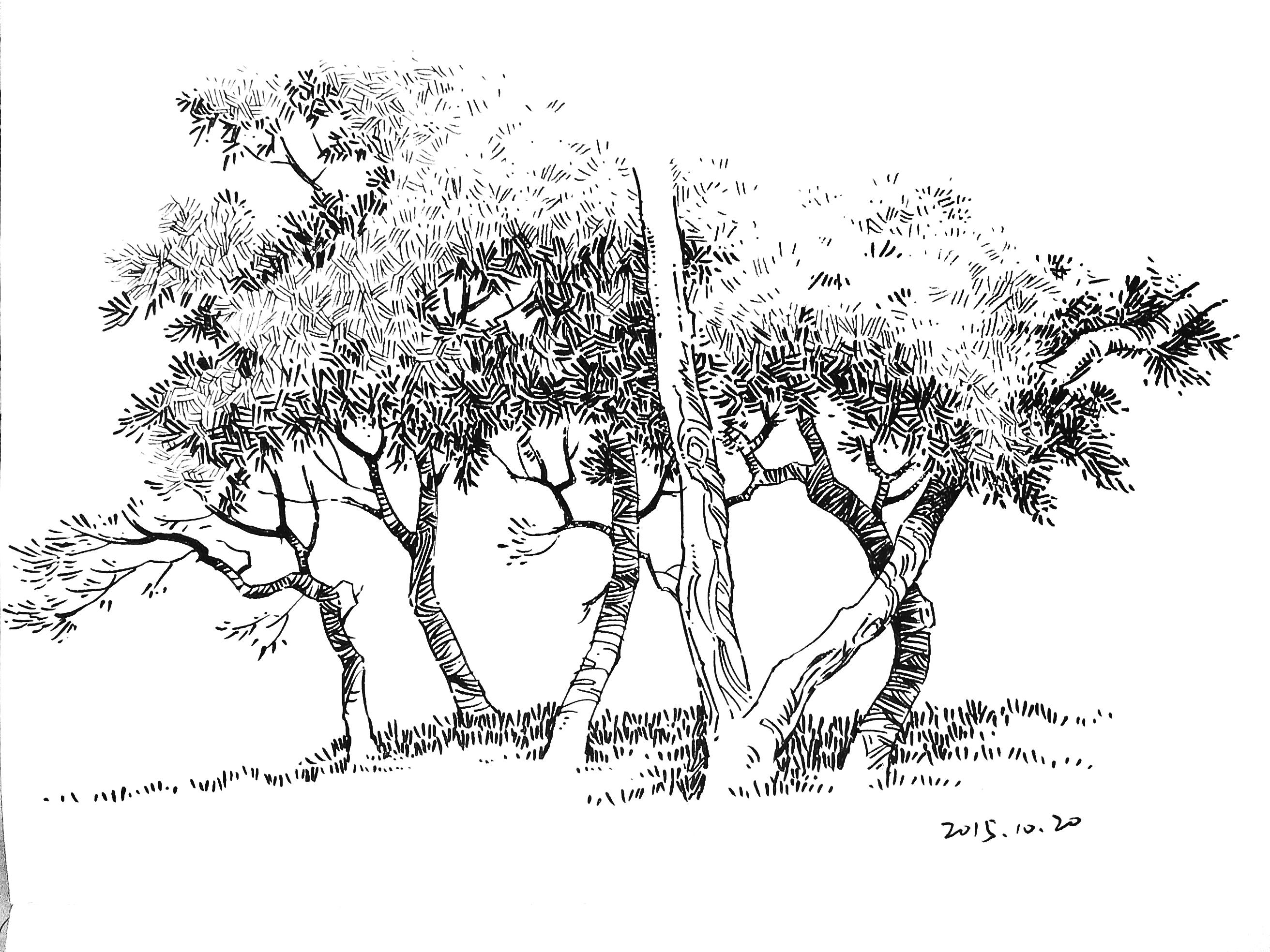 景观手绘中树怎么画比较好看? - 知乎