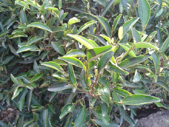 大乌叶与鸭屎香的区别