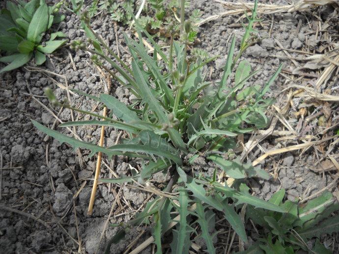 有哪些可食用的野菜? - 知乎