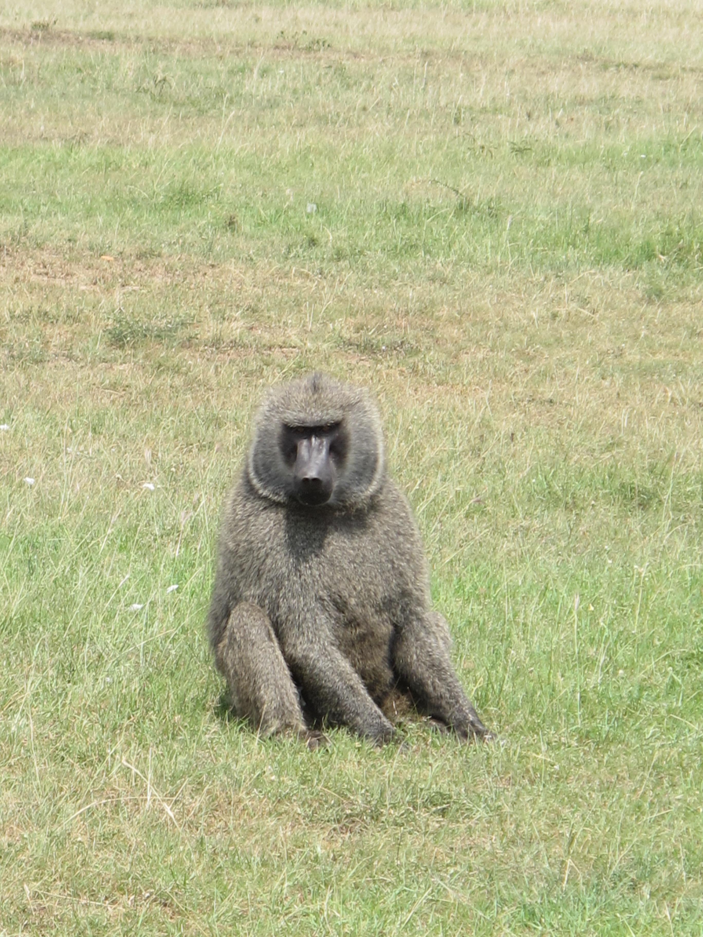 到非洲旅行带 8 岁小朋友同行有哪些需要注意的事项?
