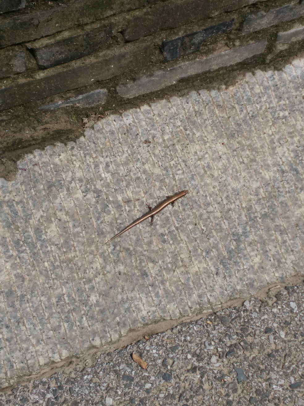 上次在微博看到一条只有四只很小的脚的蛇,请问是什么物种? - 知乎