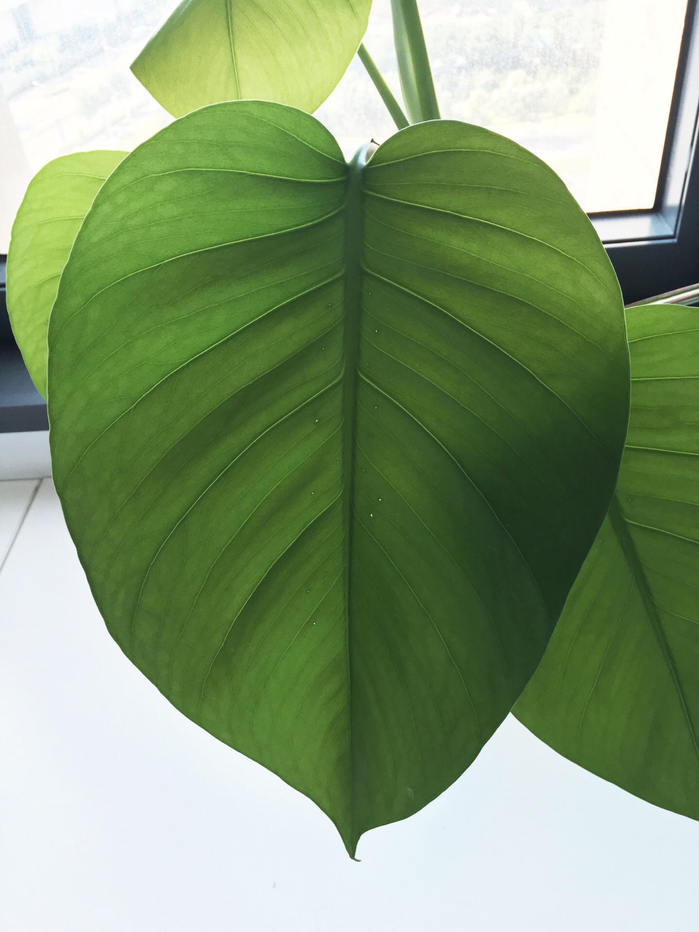 你拍摄的最美的一片树叶