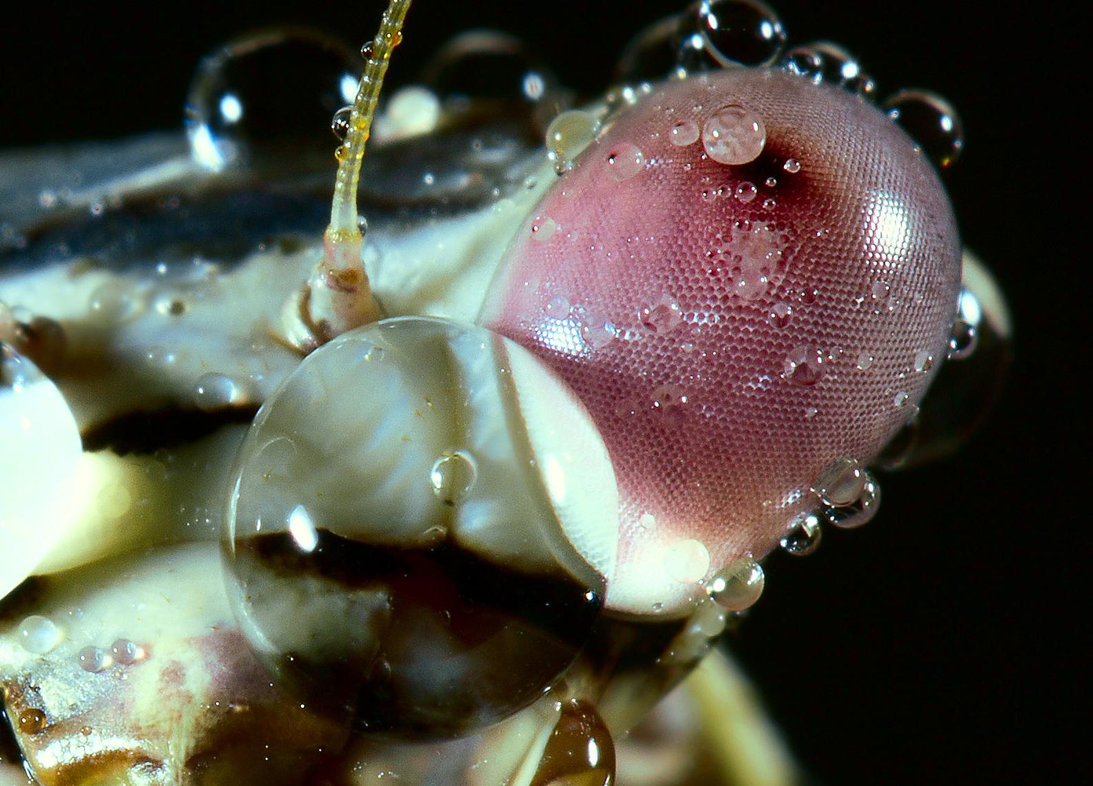 螳螂的复眼上的黑点是眼球吗?为什么会动? 