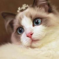 Zhihu profile picture for @singular