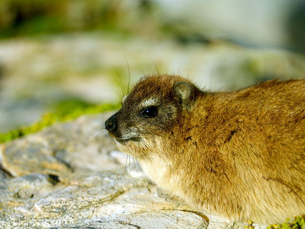 和其他海洋哺乳动物有什么区别?
