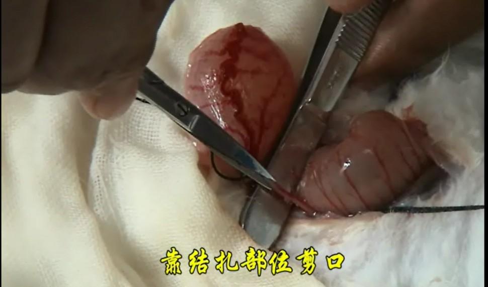 如何提高家兔颈静脉颈动脉输尿管插管的成功率