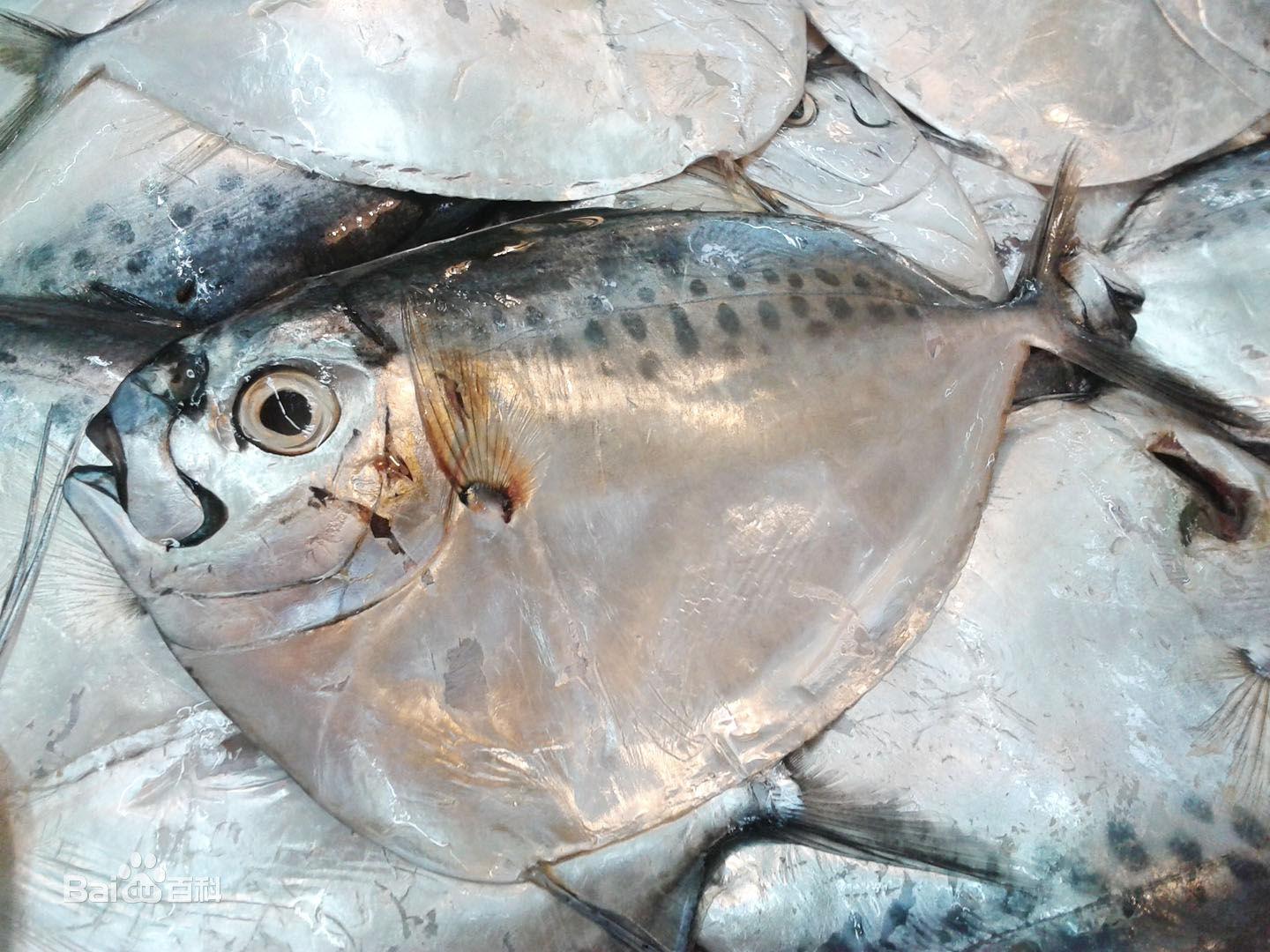 这是什么鱼从大连买来的