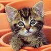 Rounded avatar