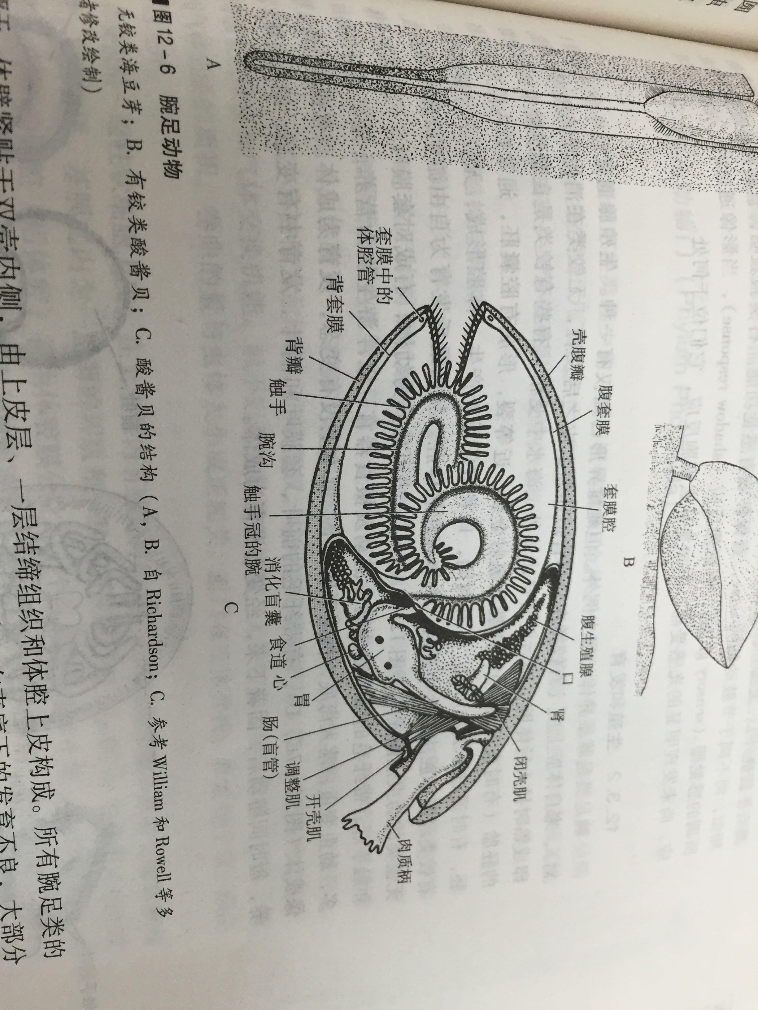 双壳纲与腕足动物门的区别