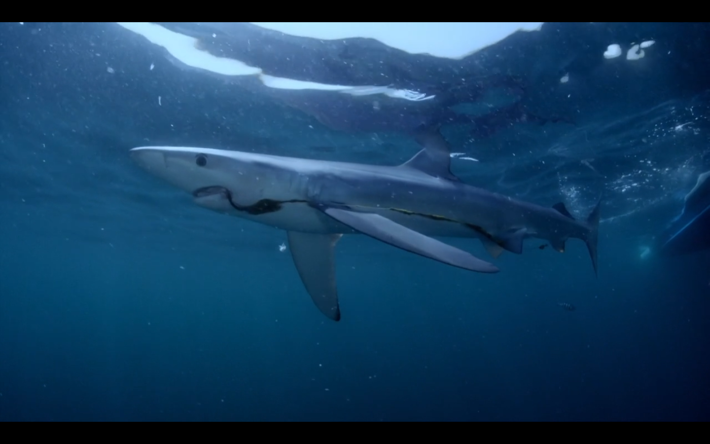 海底大鲨鱼摄影图片-海底大鲨鱼摄影作品-千库网